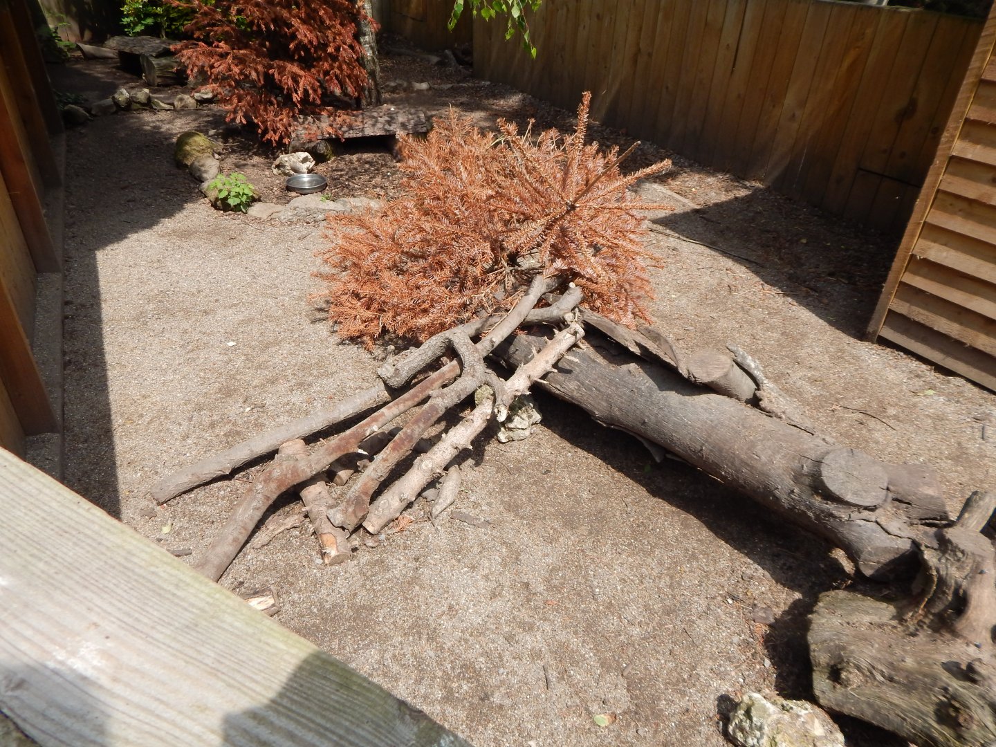 Long-nosed potoroo enclosure 060625