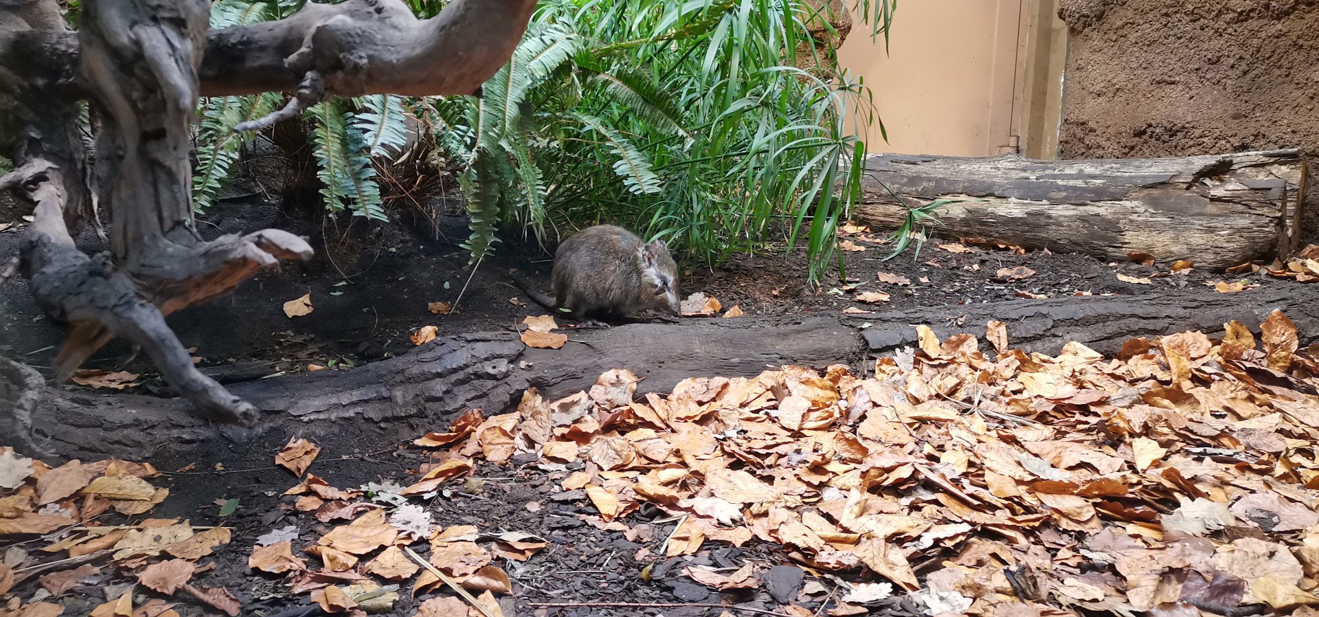 Long-nosed Potoroo exhibit