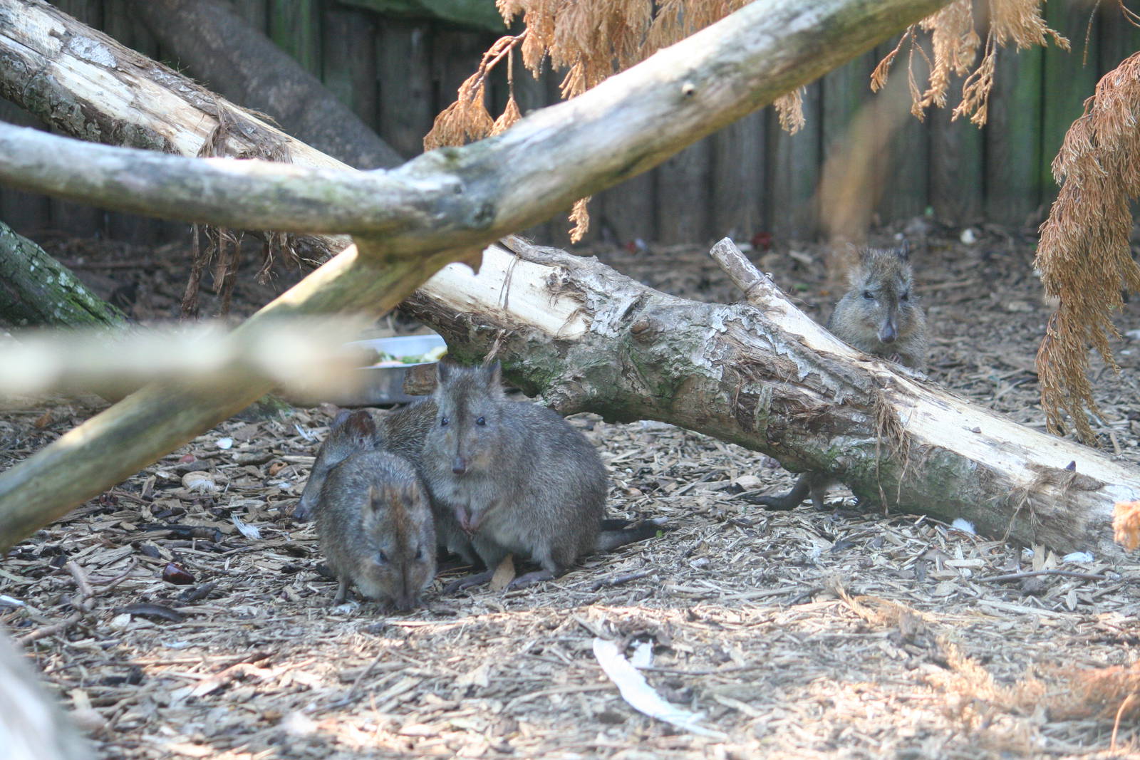 Long-nosed potoroo family