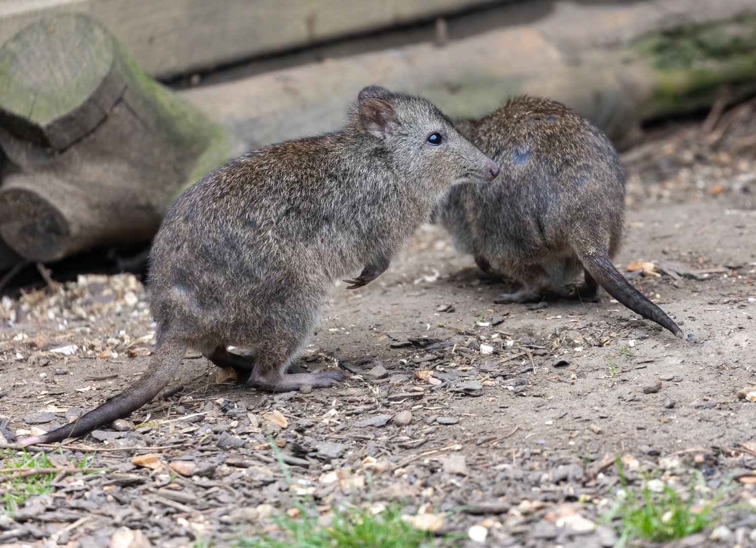 Long nosed Potoroo / Hamerton / 15-7-21