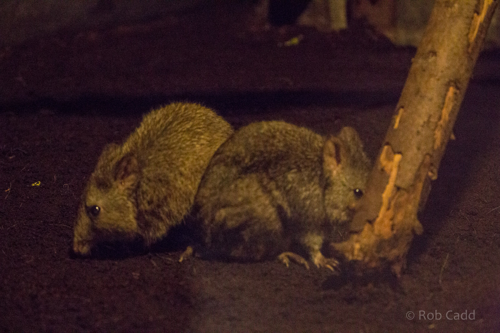 Long-nosed potoroo : Hamerton : 27 Mar 2015
