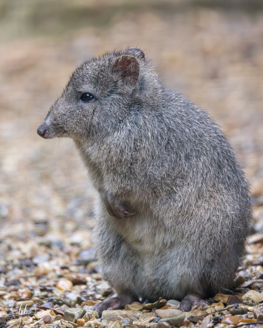 Long-nosed Potoroo / Hamerton / 3-5-24