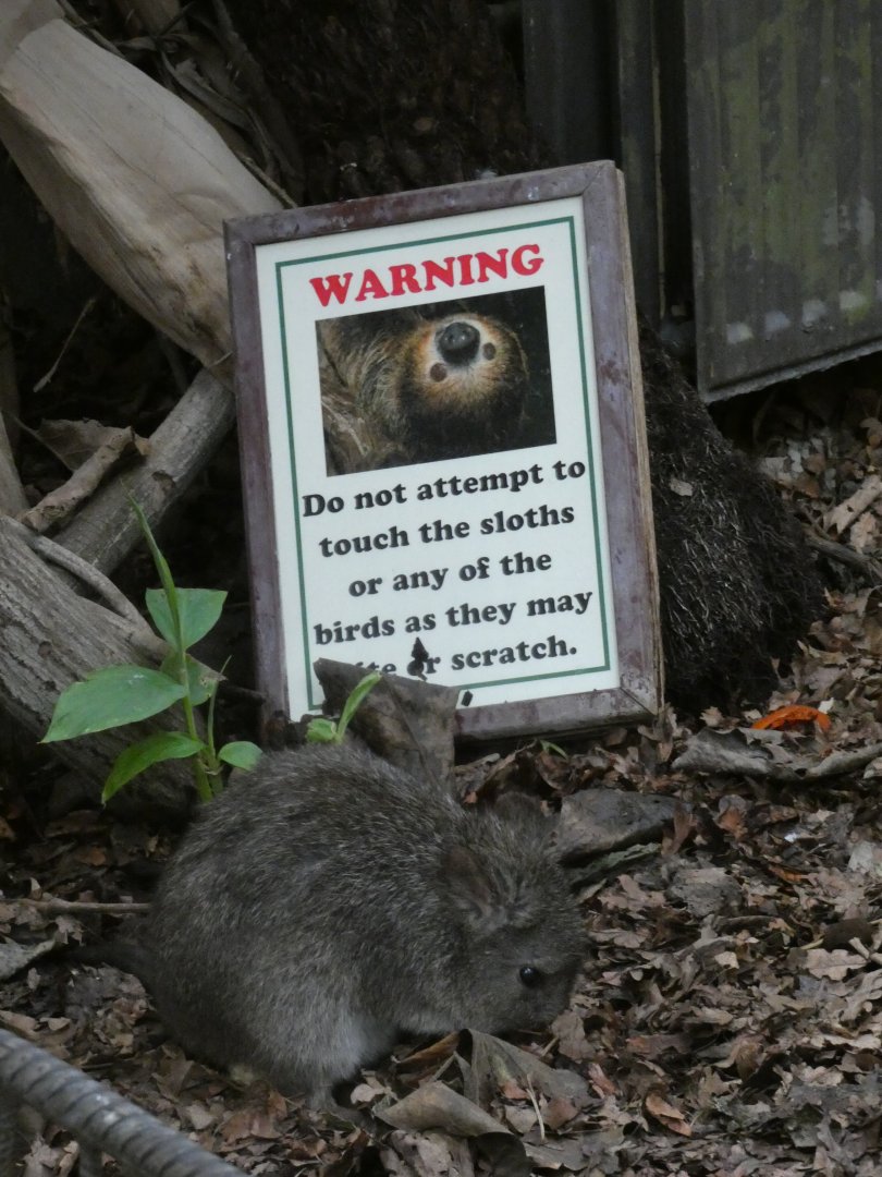 Long-nosed Potoroo in Tropical House