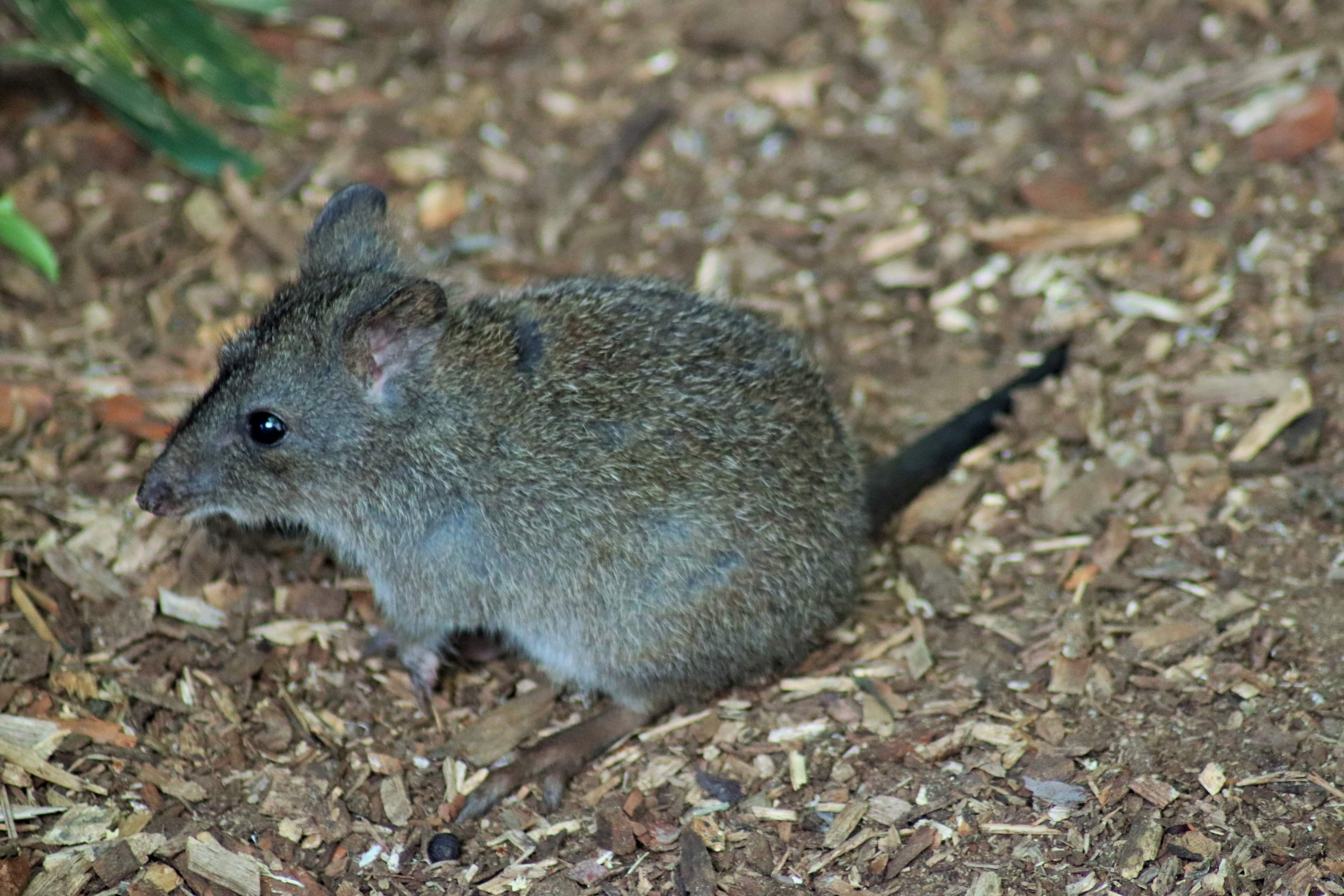 Long-nosed Potoroo Joey (Potorous tridactylus)