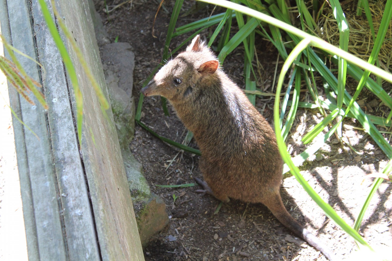 Long-nosed Potoroo - July 2019