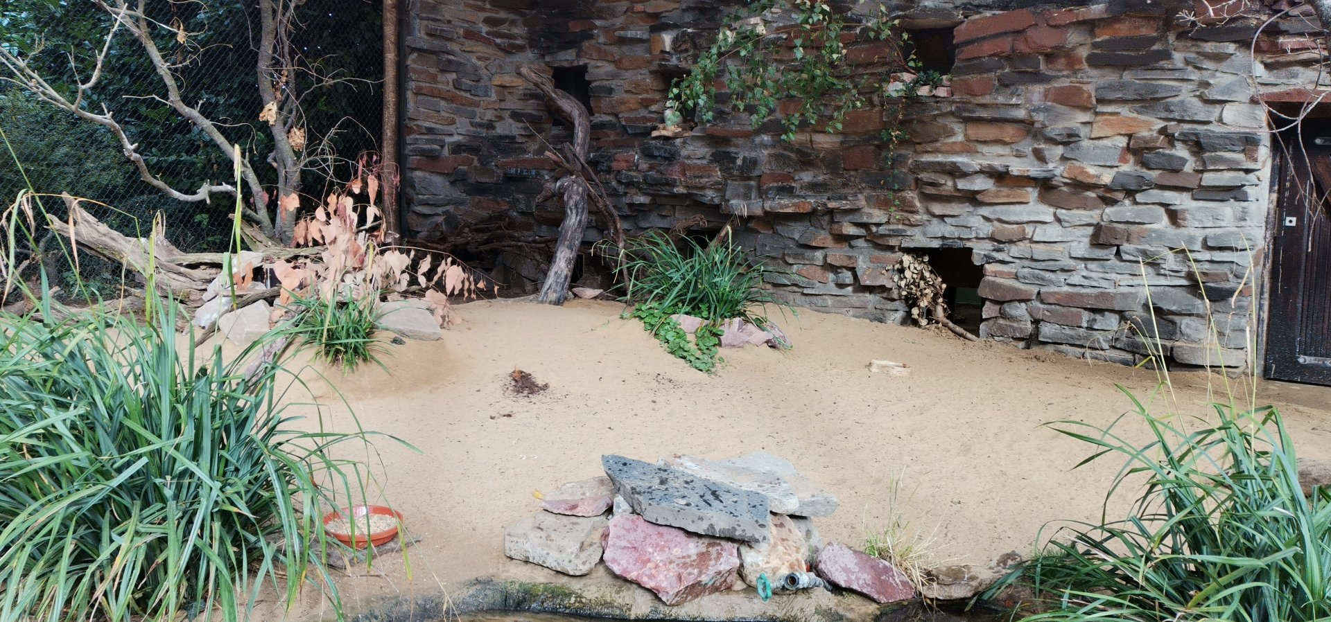 Long-nosed Potoroo/ New Zealand Shoveler/ Laughing Kookaburra/Bush Thick-knee exhibit