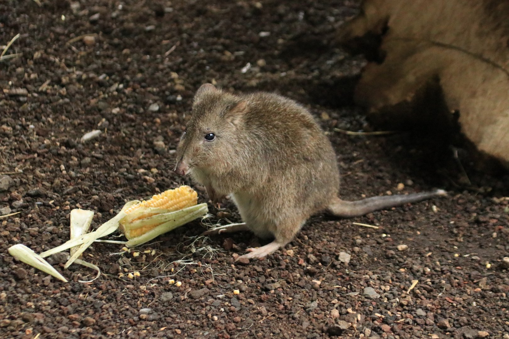 Long-nosed potoroo (November 2019)
