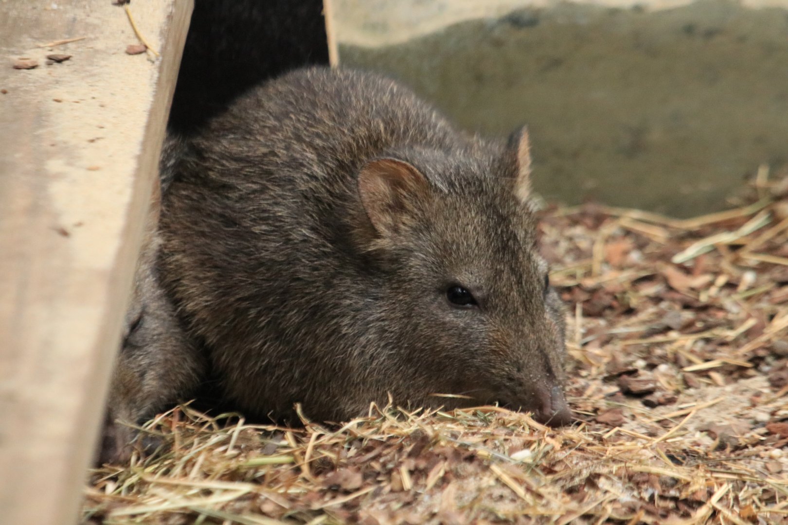 Long-nosed potoroo (November 2019)