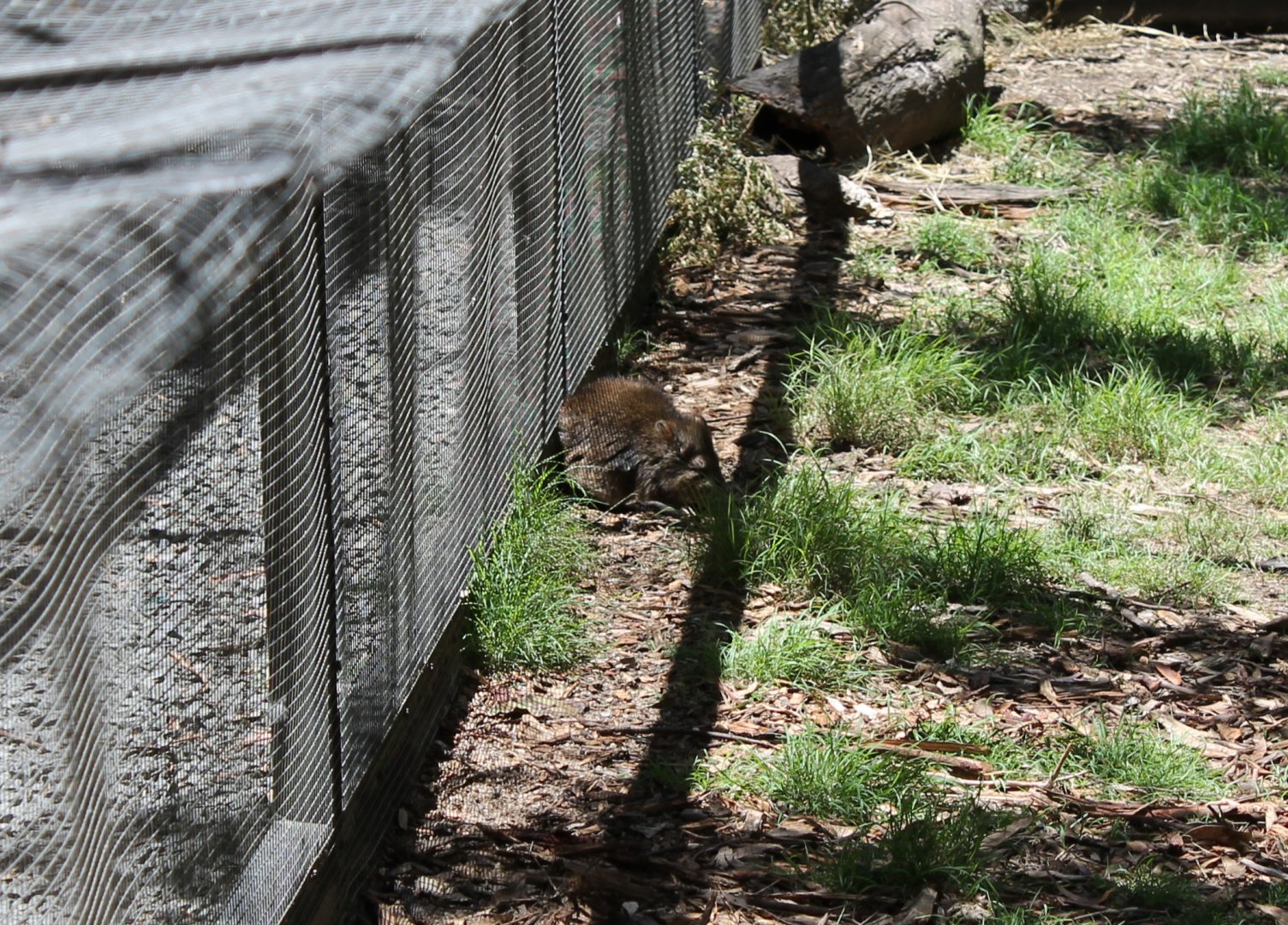 Long-nosed Potoroo (Potoroo Palace)
