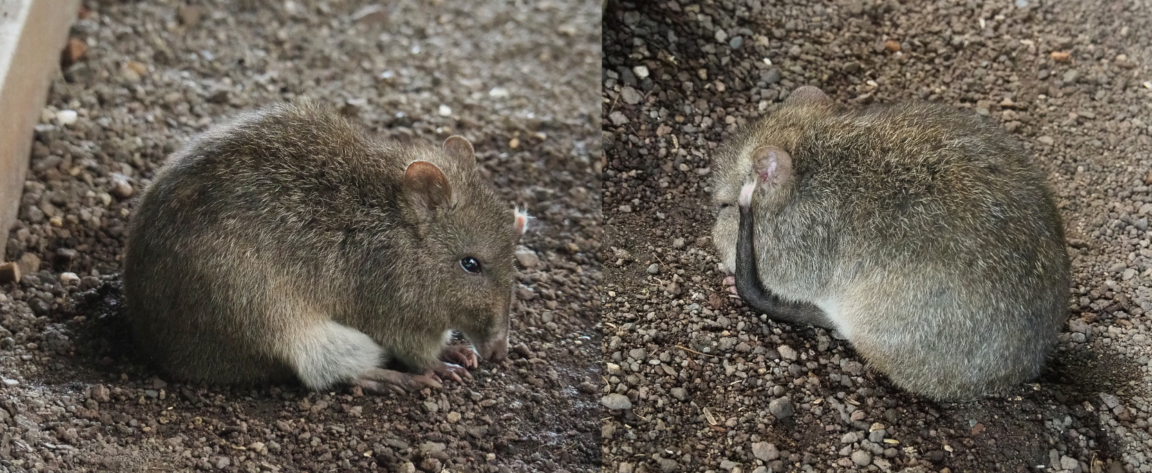 Long-nosed potoroo (Potorous tridactylus), 2020-09-02