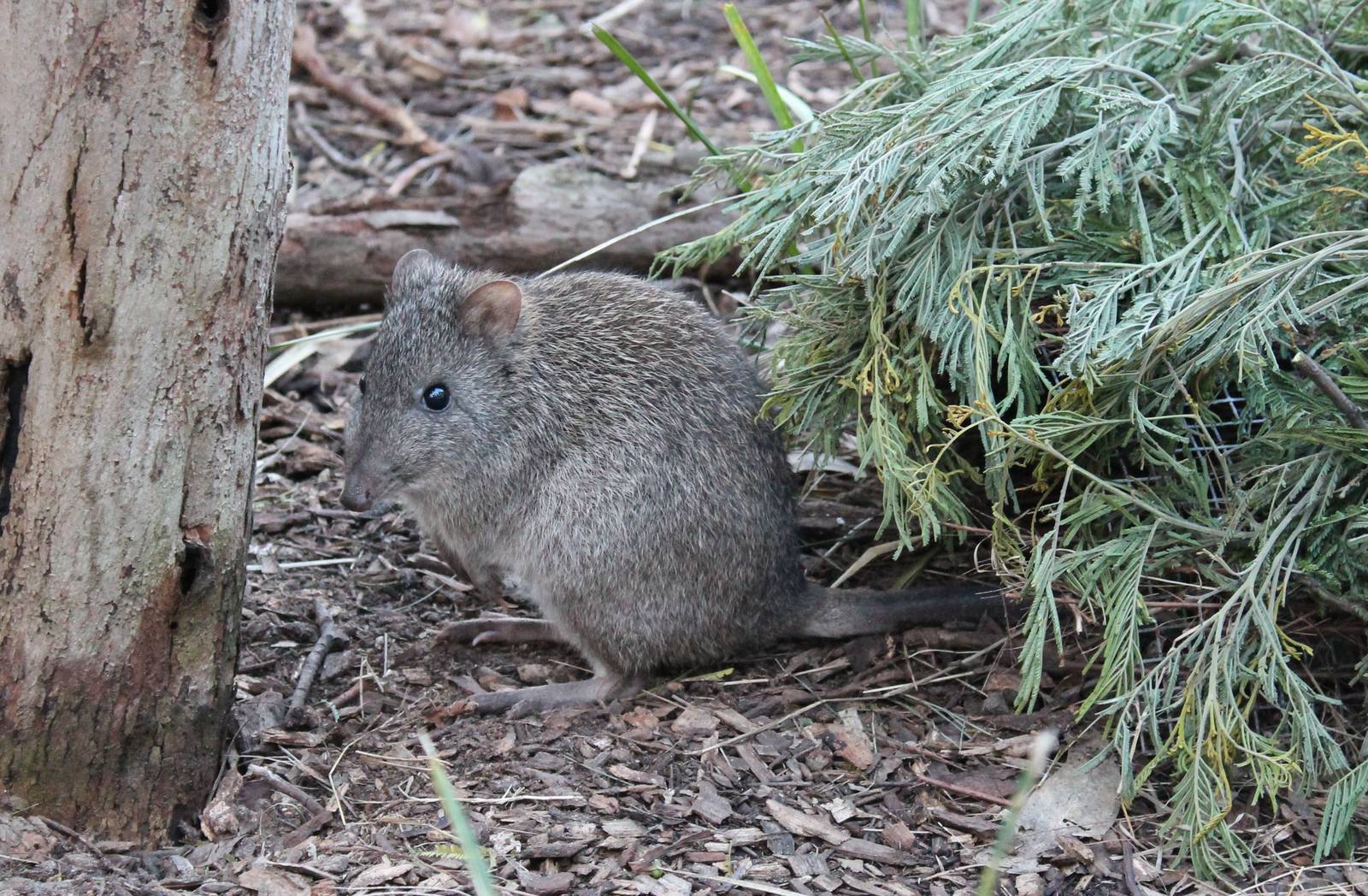Long-nosed potoroo (Potorous tridactylus)