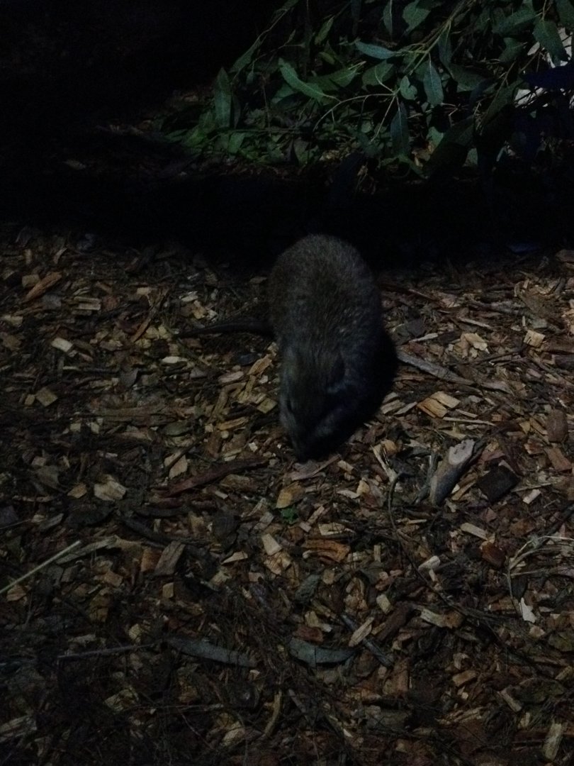 Long-nosed Potoroo (Potorous tridactylus)