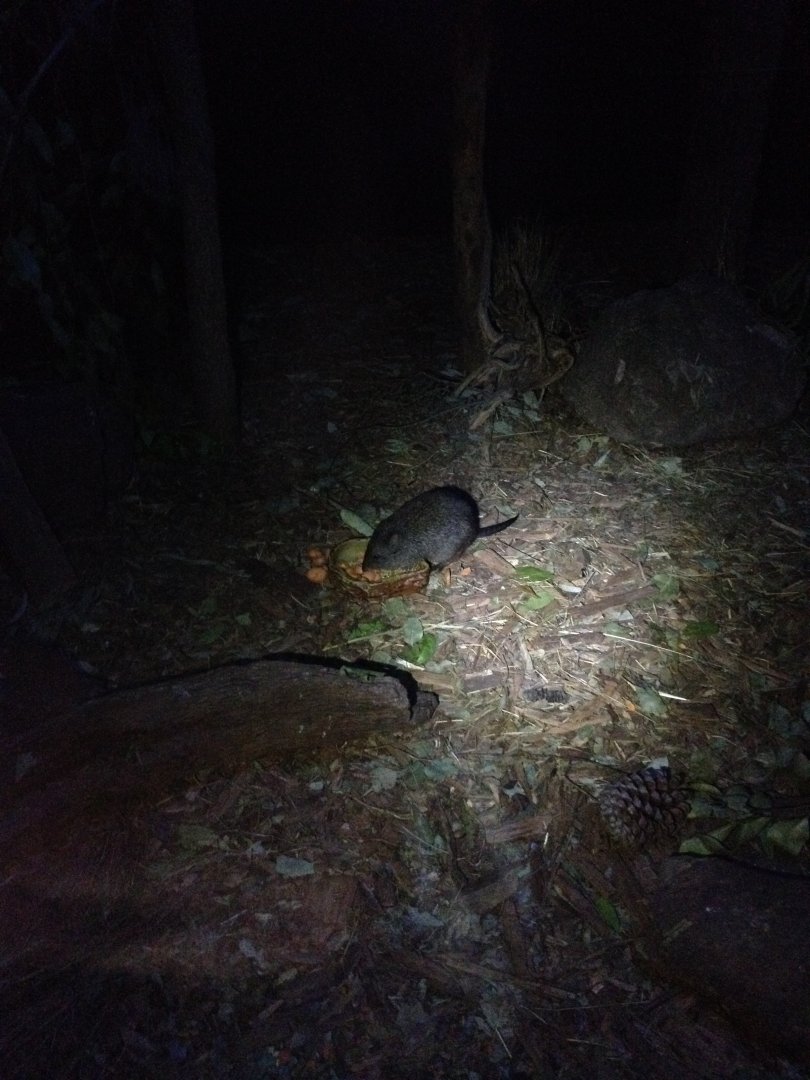 Long-nosed Potoroo (Potorous tridactylus)