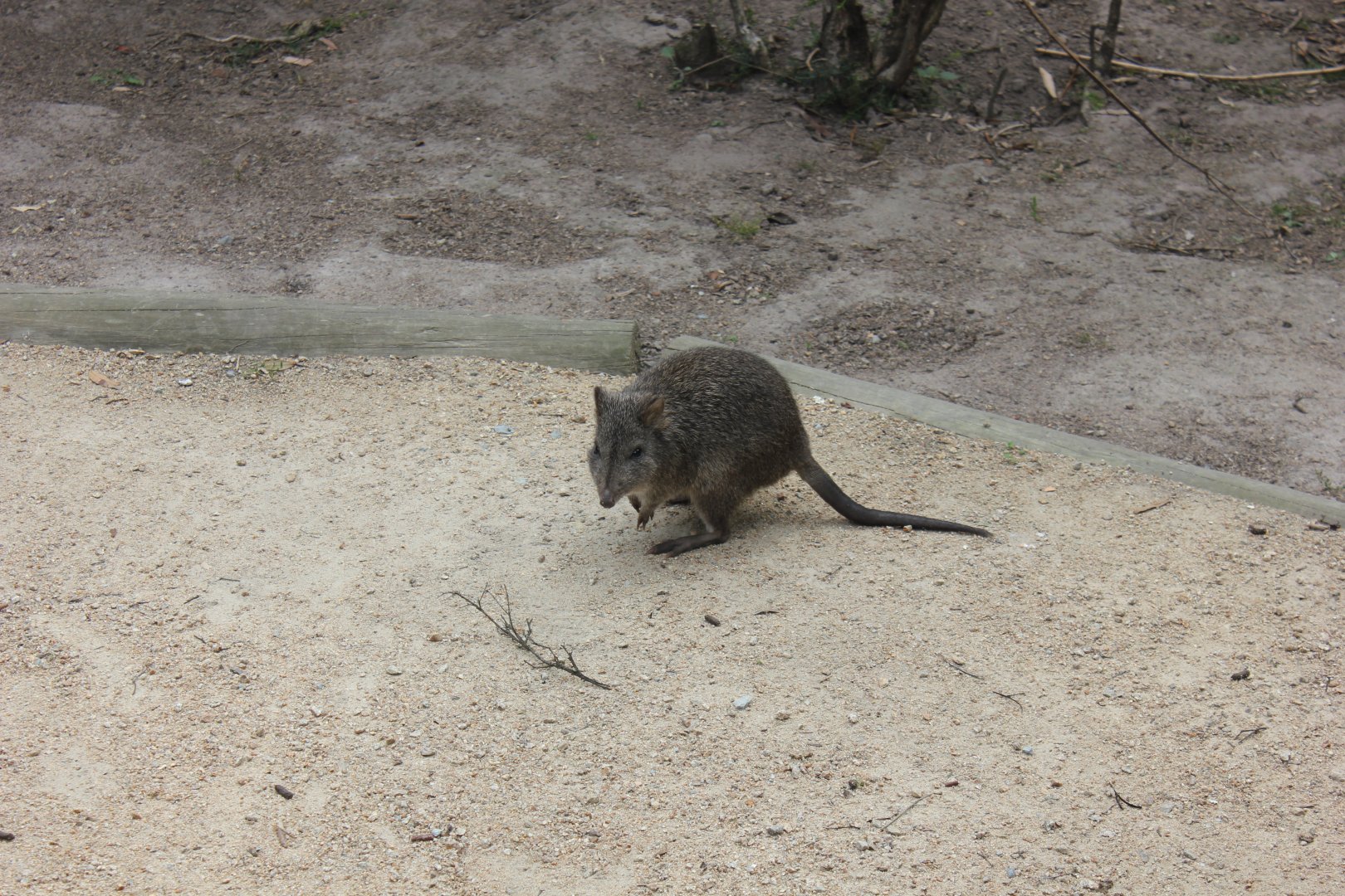 Long-nosed Potoroo (Potorous tridactylus)