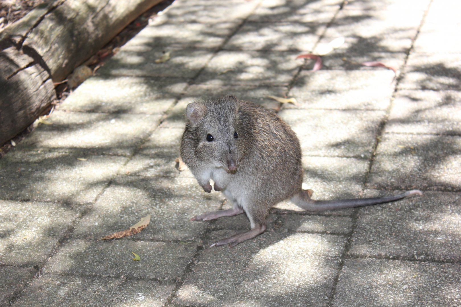 Long-nosed Potoroo (Potorous tridactylus)