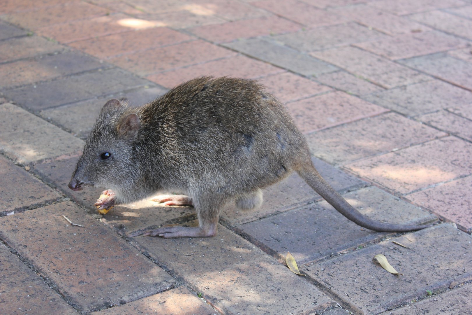 Long-nosed Potoroo (Potorous tridactylus)