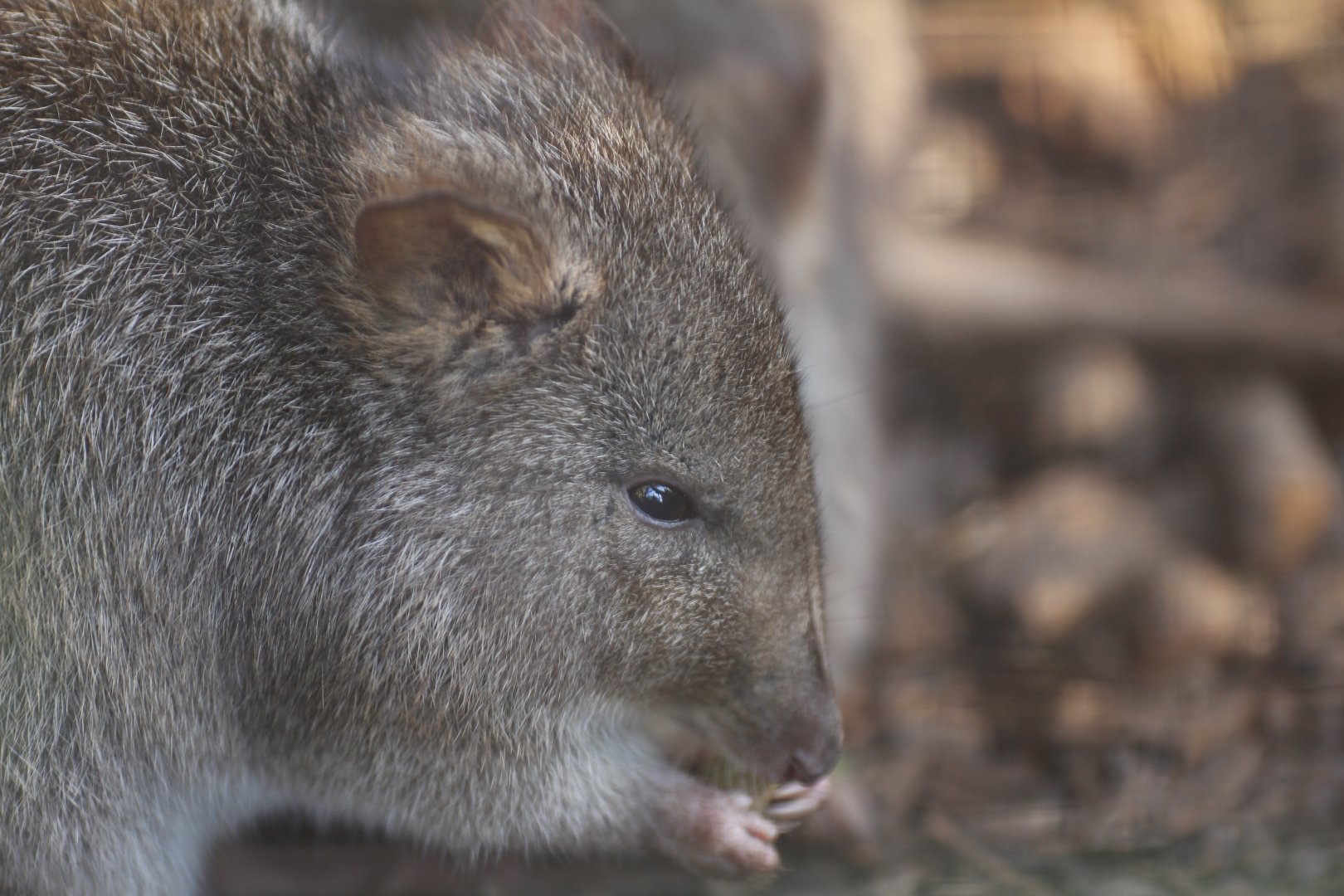 Long-nosed potoroo (Potorous tridactylus)