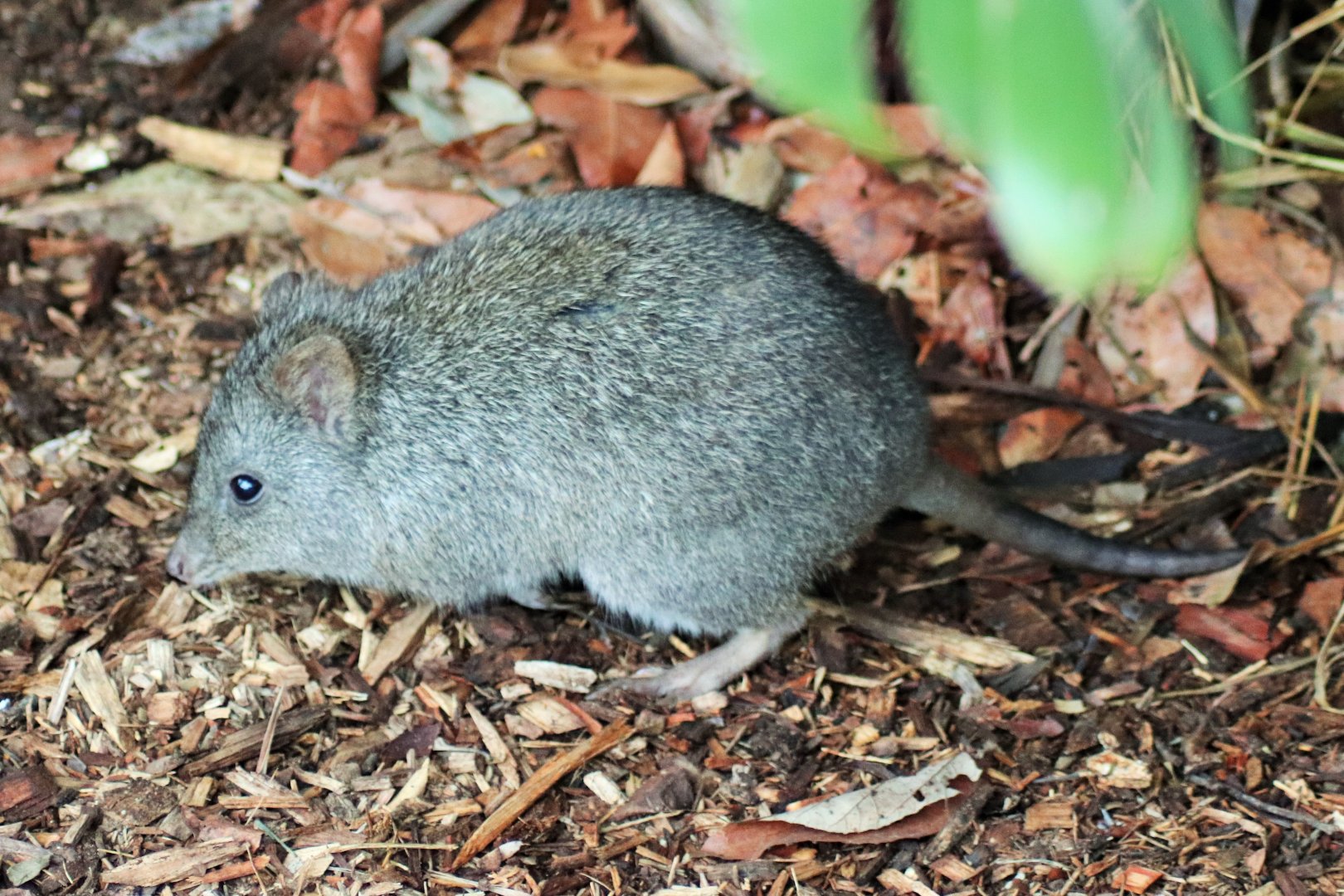 Long-nosed Potoroo (Potorous tridactylus)