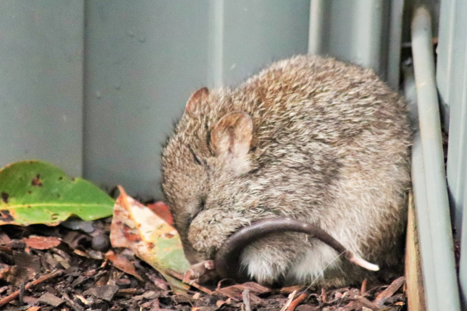 Long-nosed Potoroo (Potorous tridactylus)