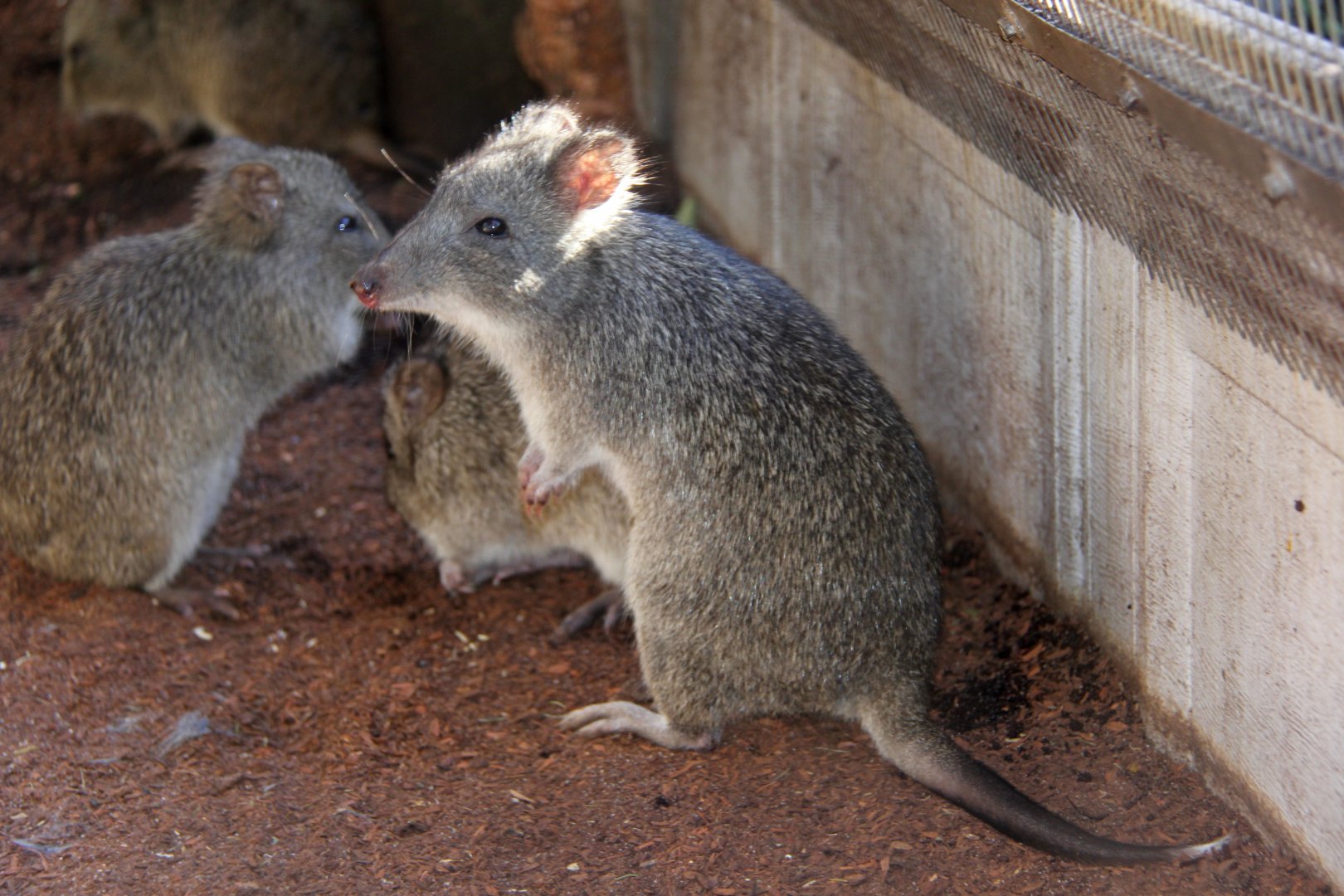 long-nosed potoroo (Potorous tridactylus)
