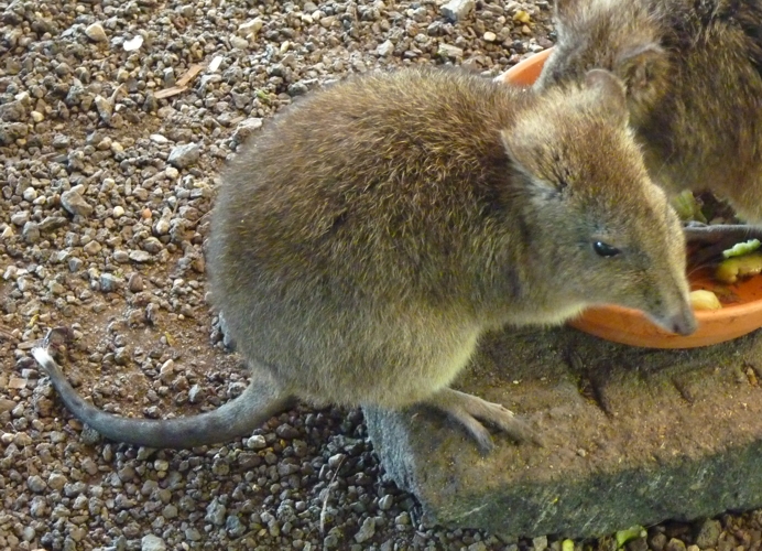 Long-nosed potoroo (Potorous tridactylus)