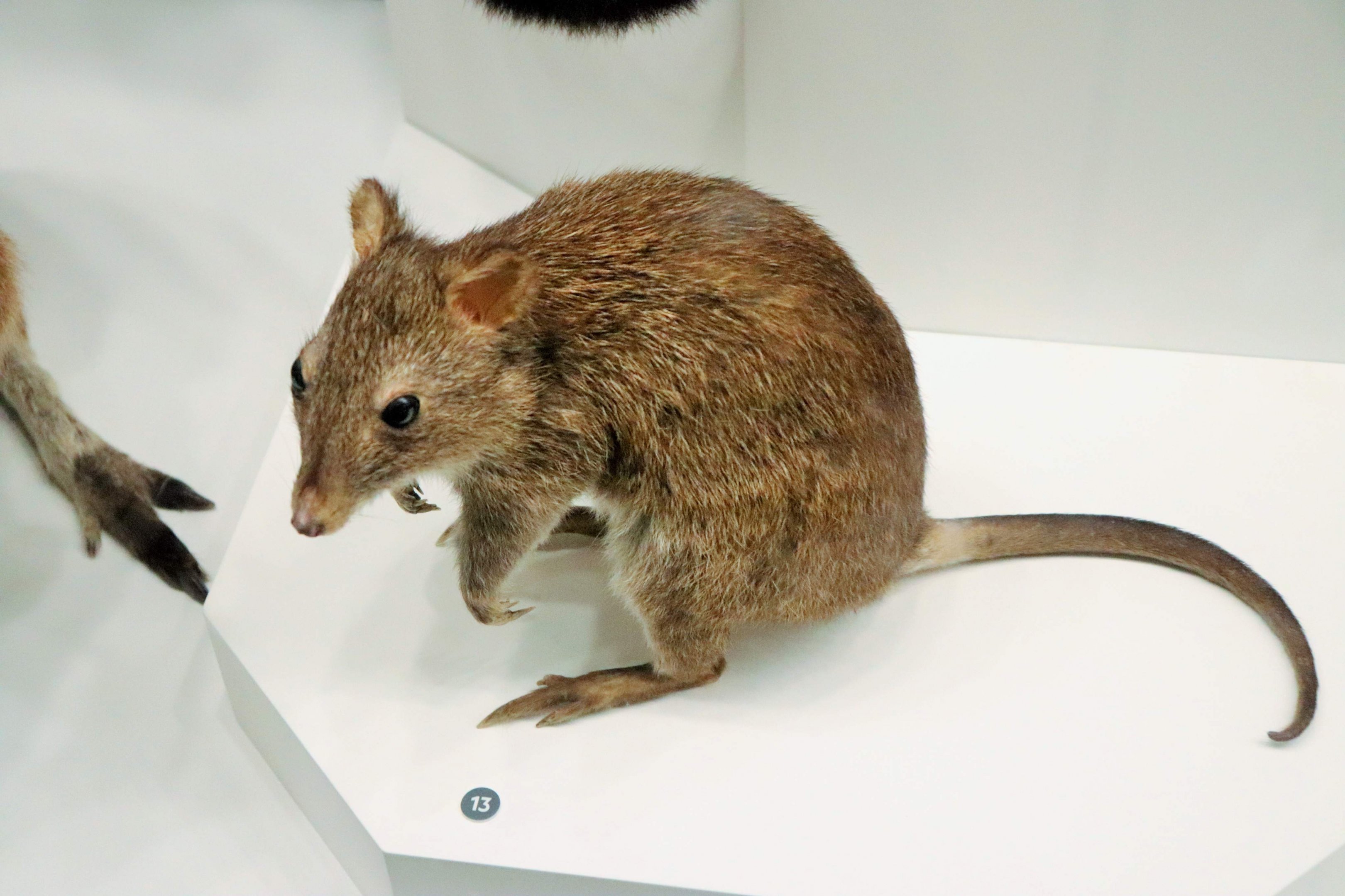 Long-nosed Potoroo (Potorous tridactylus)