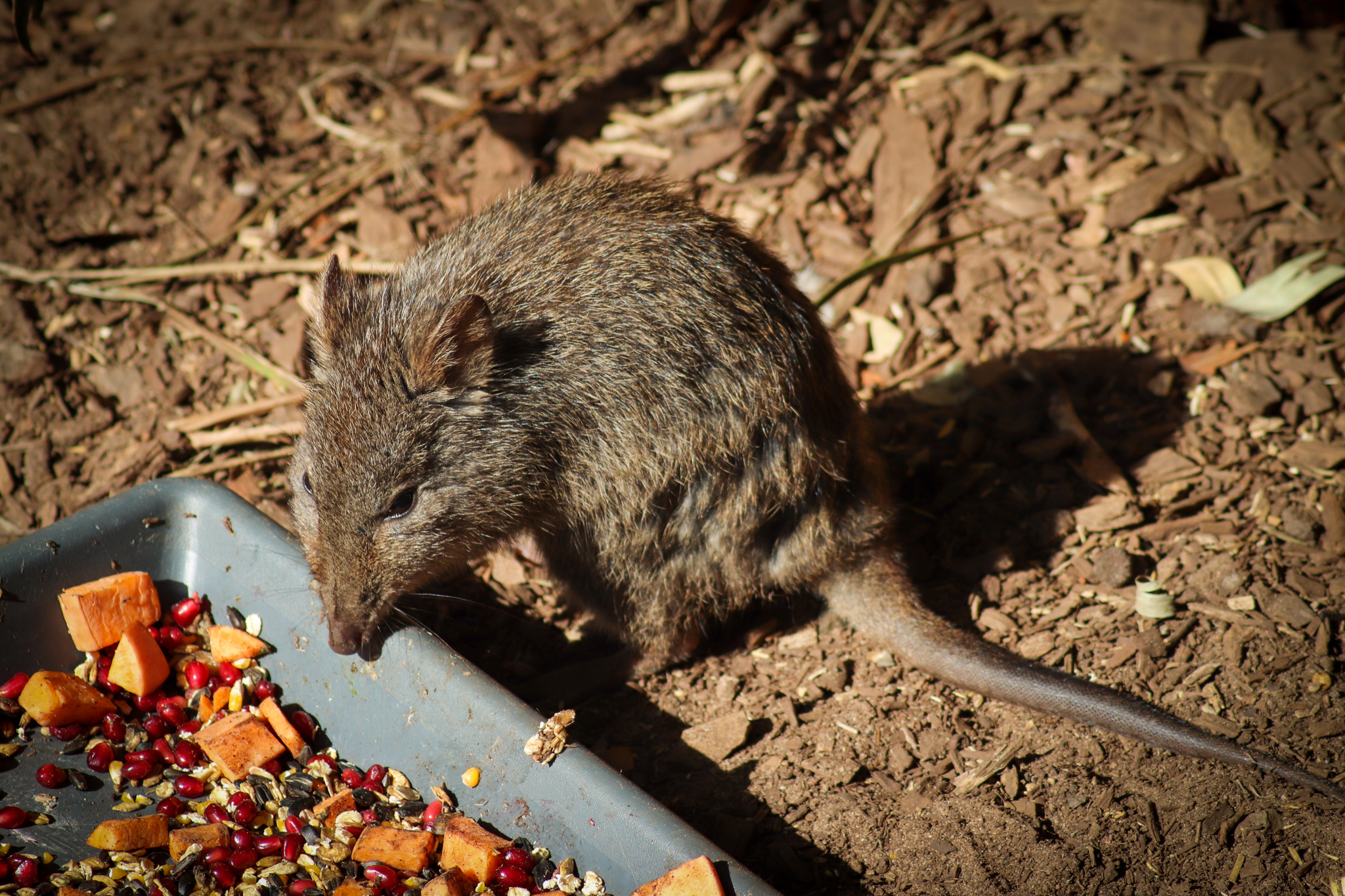 Long-nosed Potoroo (Potorous tridactylus)