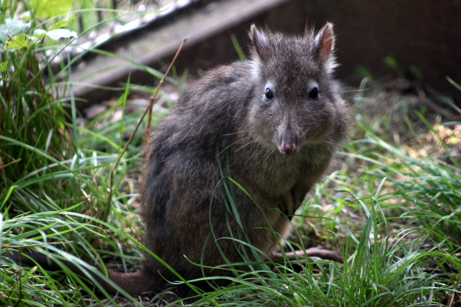 Long-nosed potoroo (Potorous tridactylus)