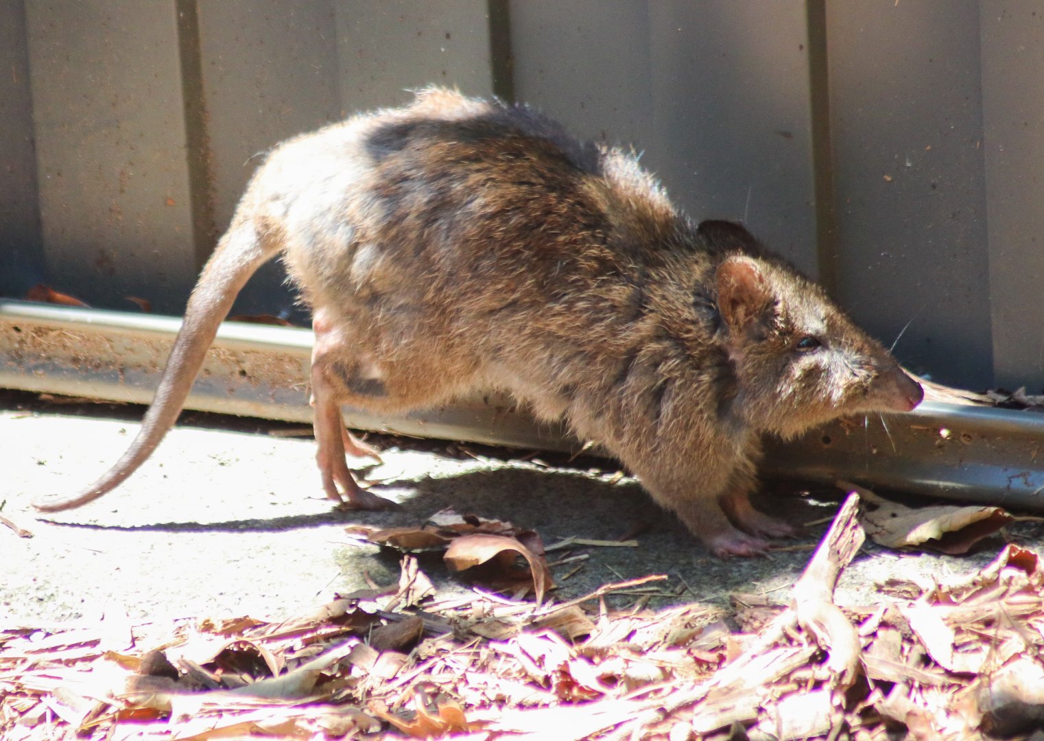 Long-nosed Potoroo (Potorous tridactylus)