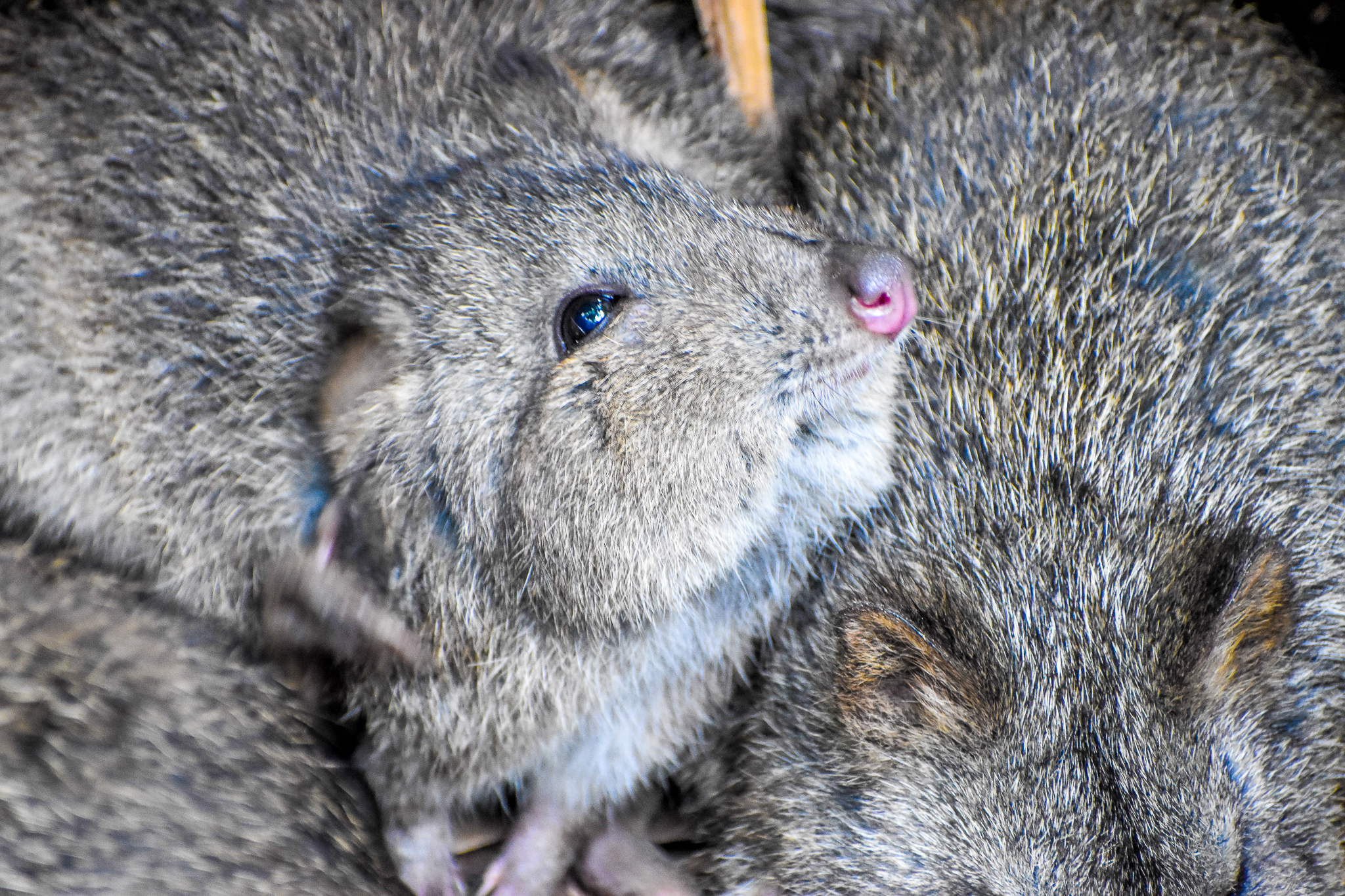 Long-nosed Potoroo (Potorous tridactylus)