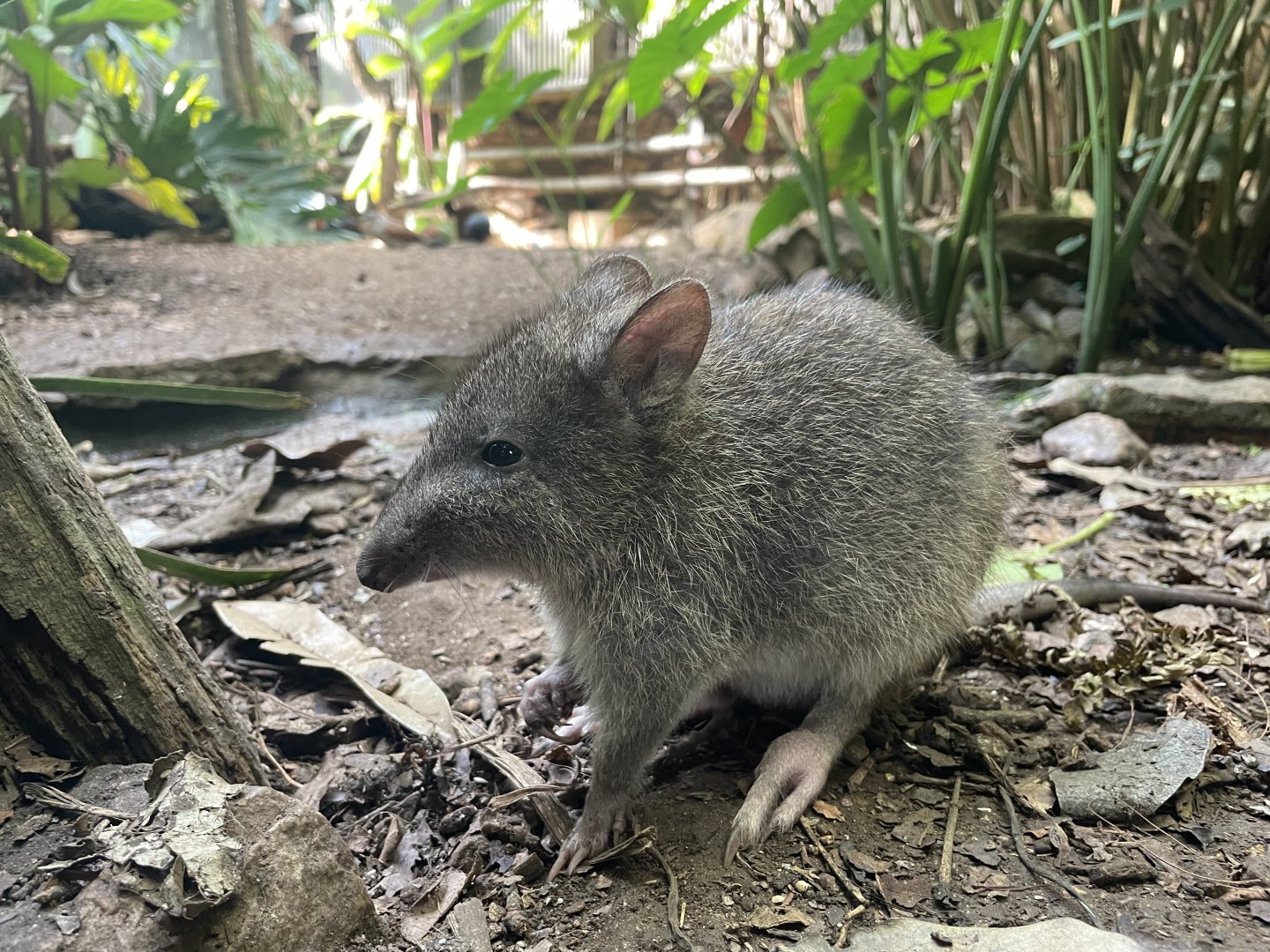 Long-nosed Potoroo, (Potorous tridactylus)
