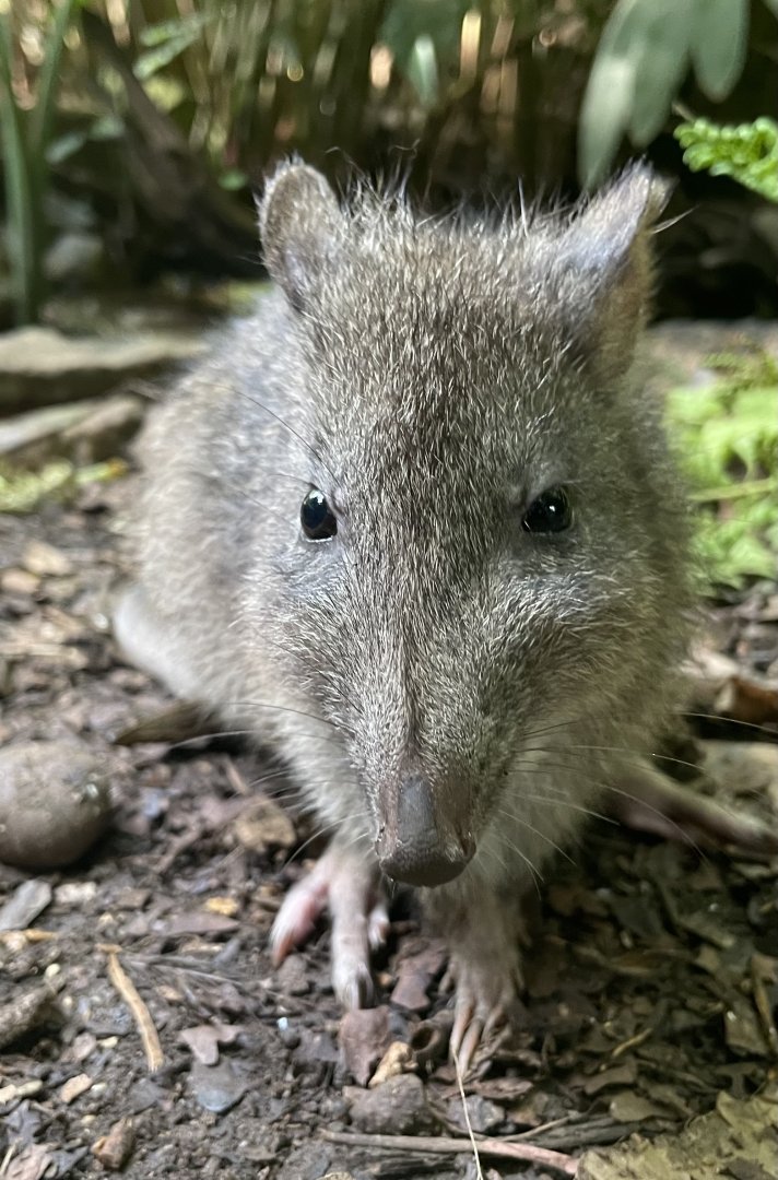 Long-nosed Potoroo, (Potorous tridactylus)