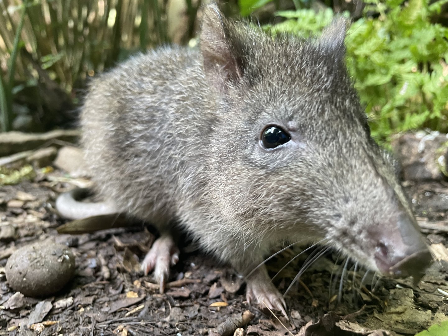 Long-nosed Potoroo, (Potorous tridactylus)
