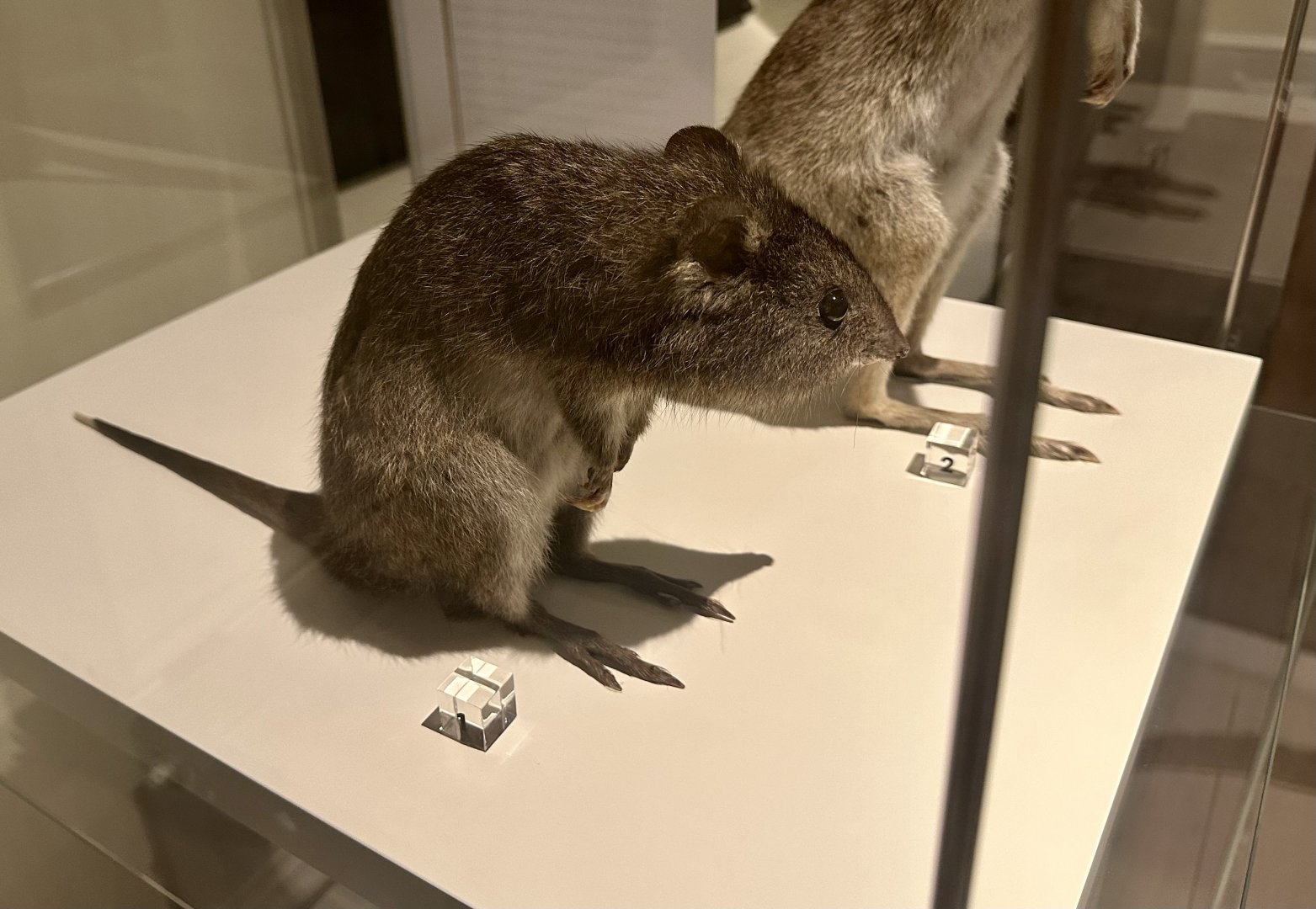 Long-nosed potoroo (Potorous tridactylus)