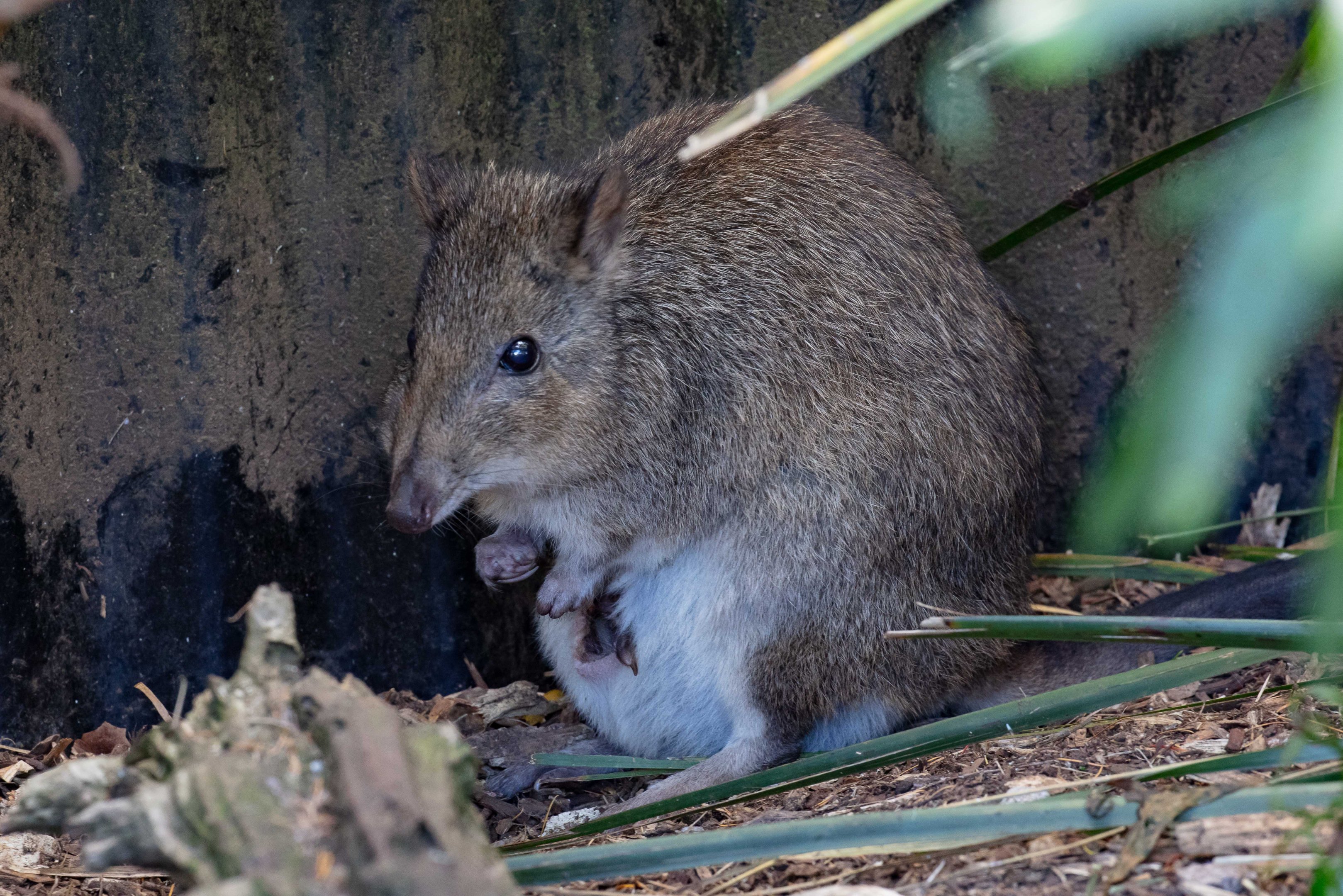 Long-nosed Potoroo with pouch young