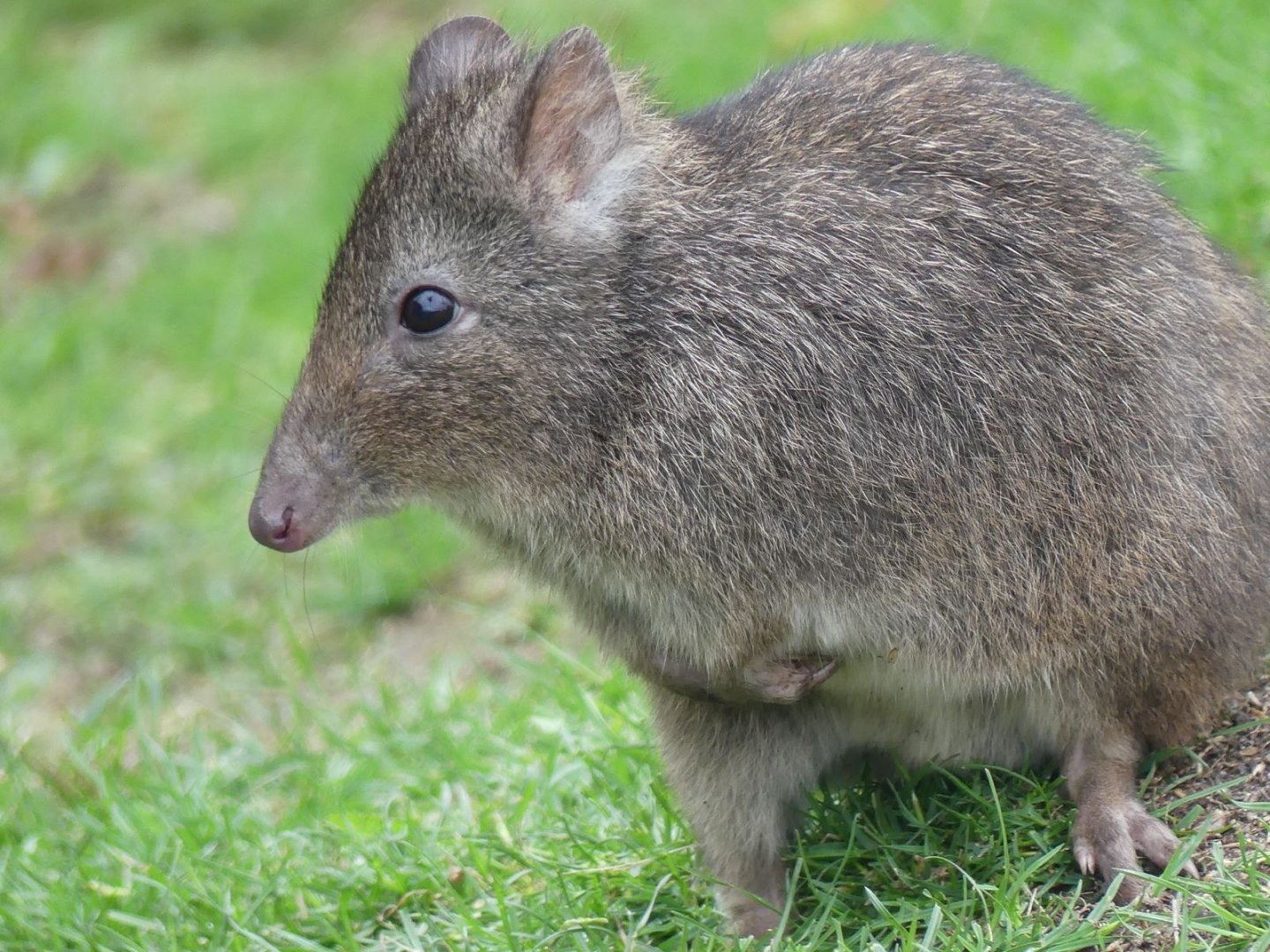 Long Nosed Potoroo - Zoo København - 26.05.25