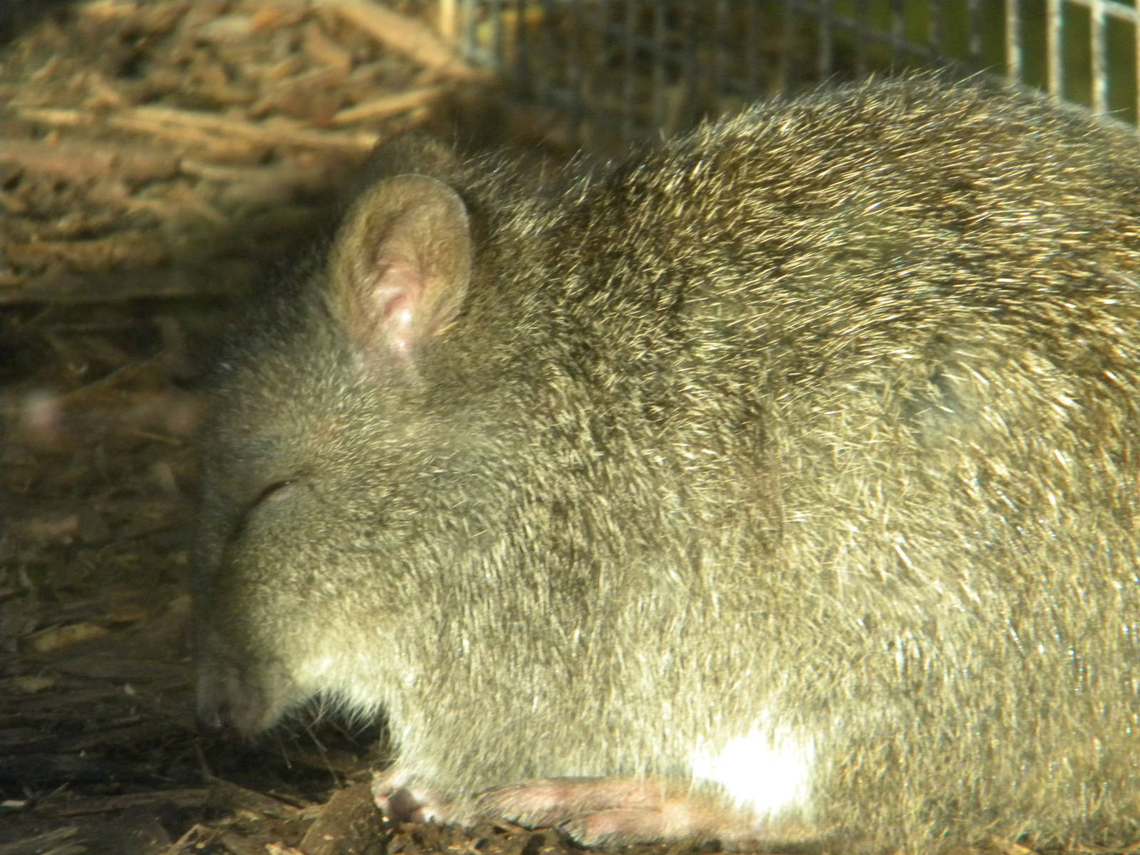 Long nosed Potoroo.
