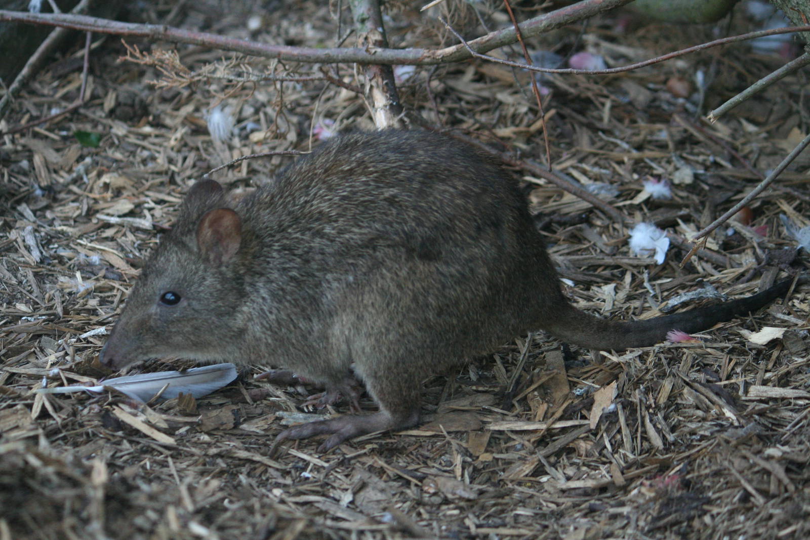 Long-nosed potoroo