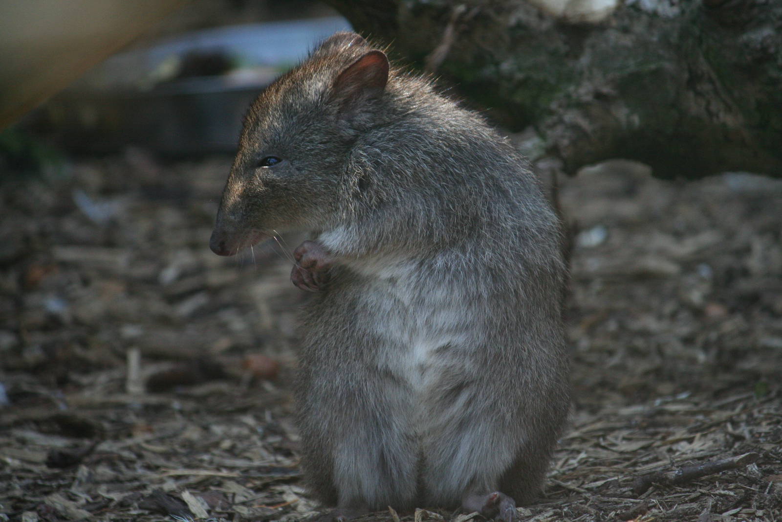Long-nosed potoroo