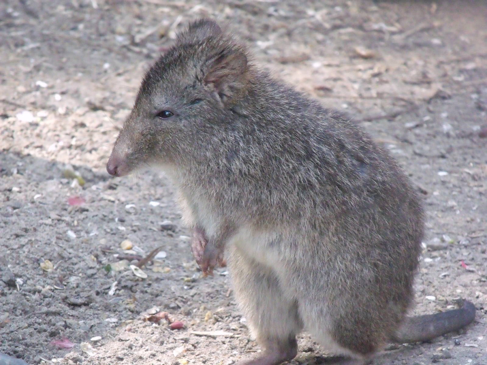 Long nosed Potoroo