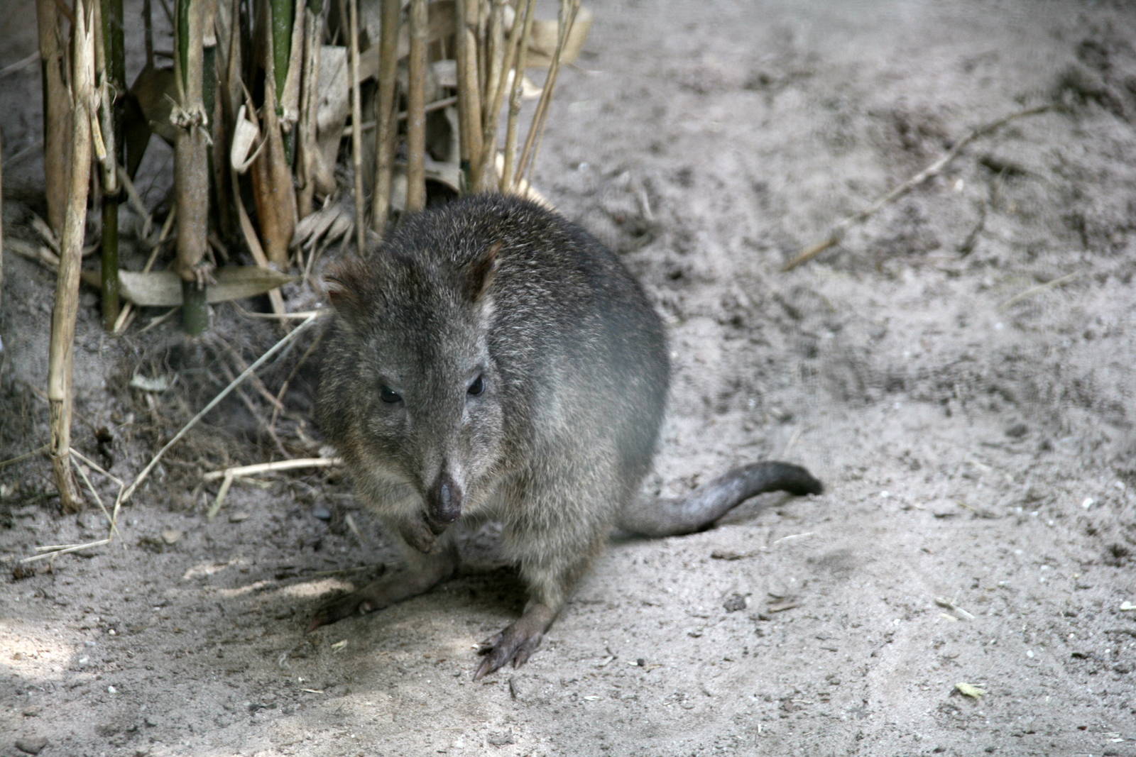 Long-nosed potoroo
