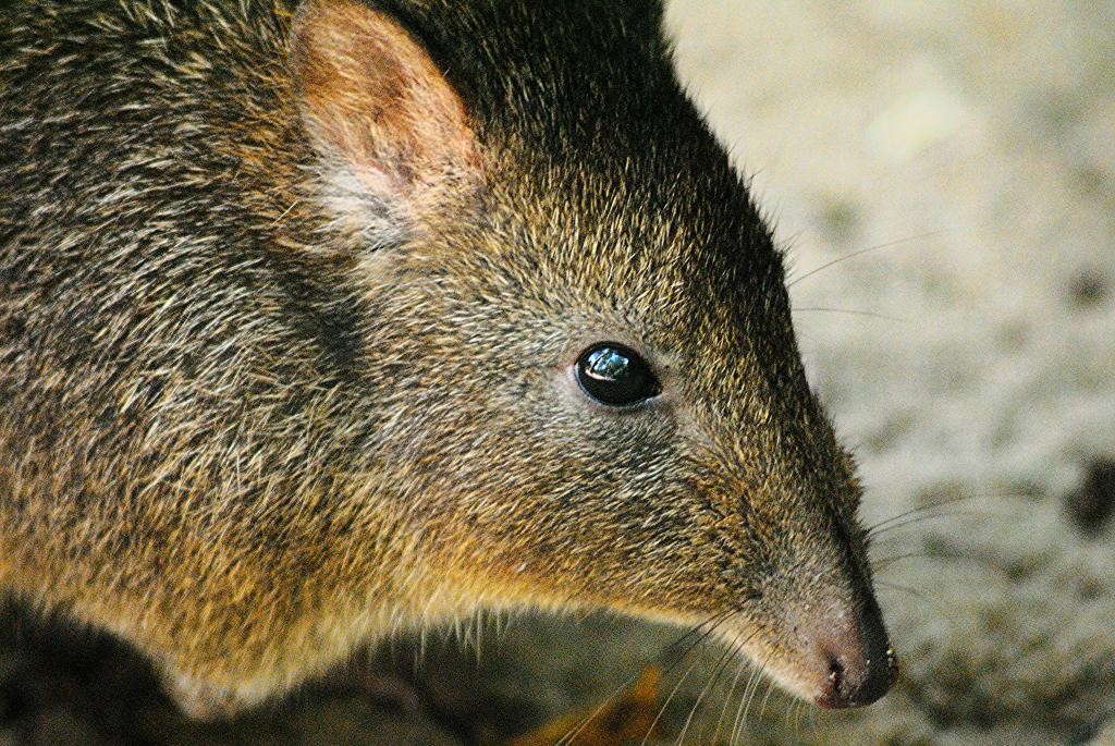 Long-nosed potoroo