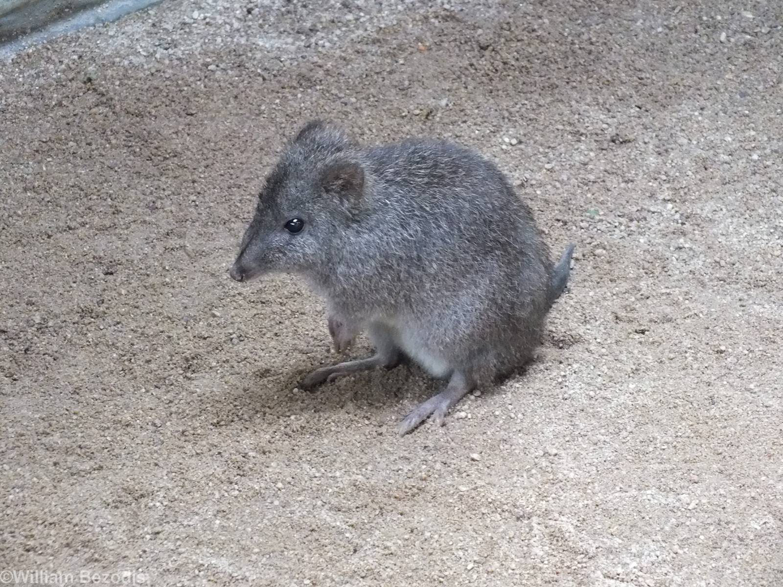 Long-nosed Potoroo