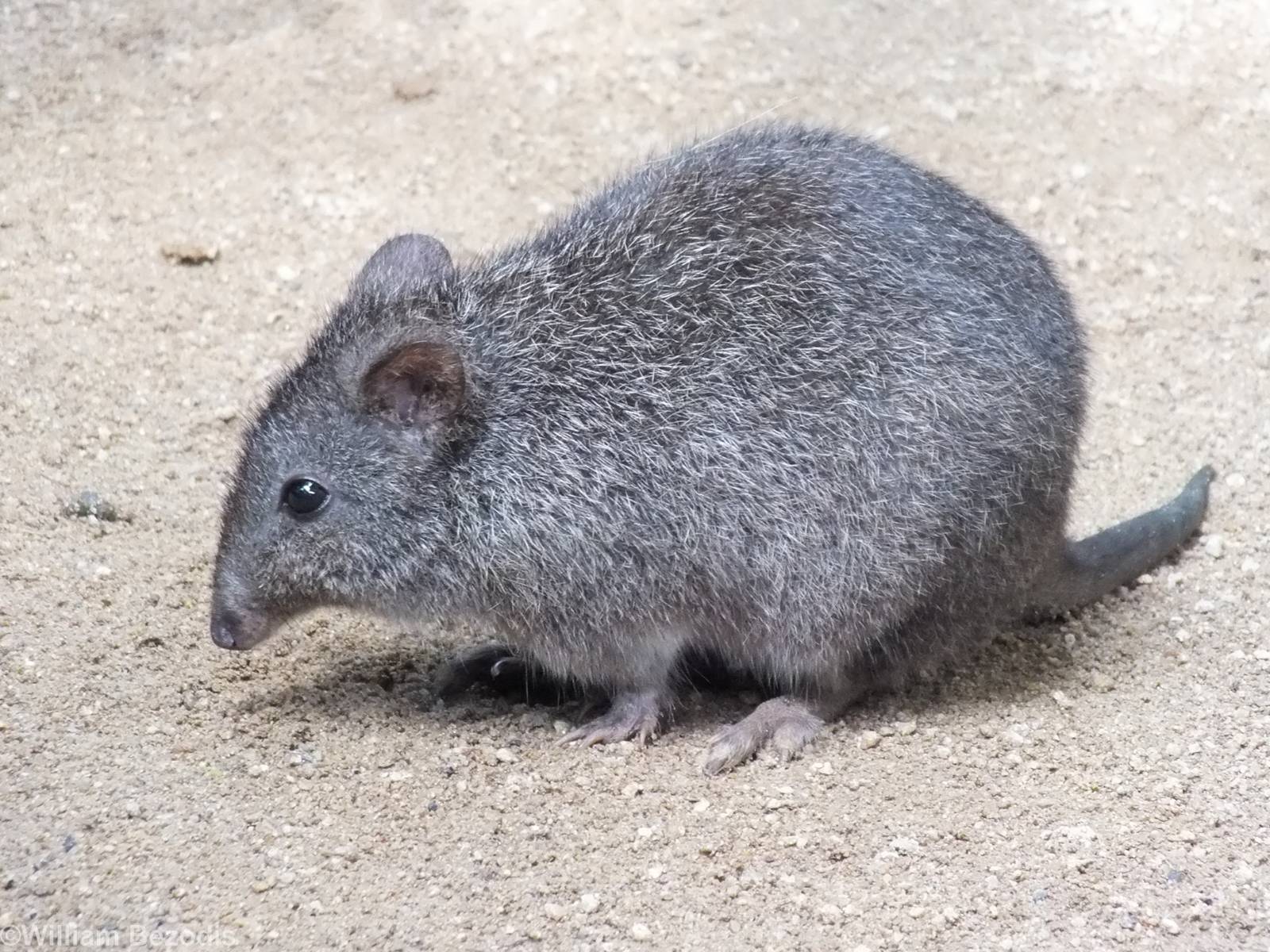 Long-nosed Potoroo