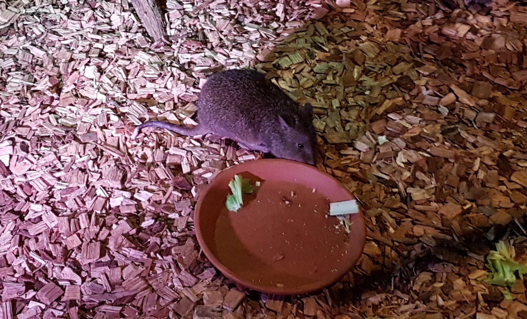 Long-nosed potoroo