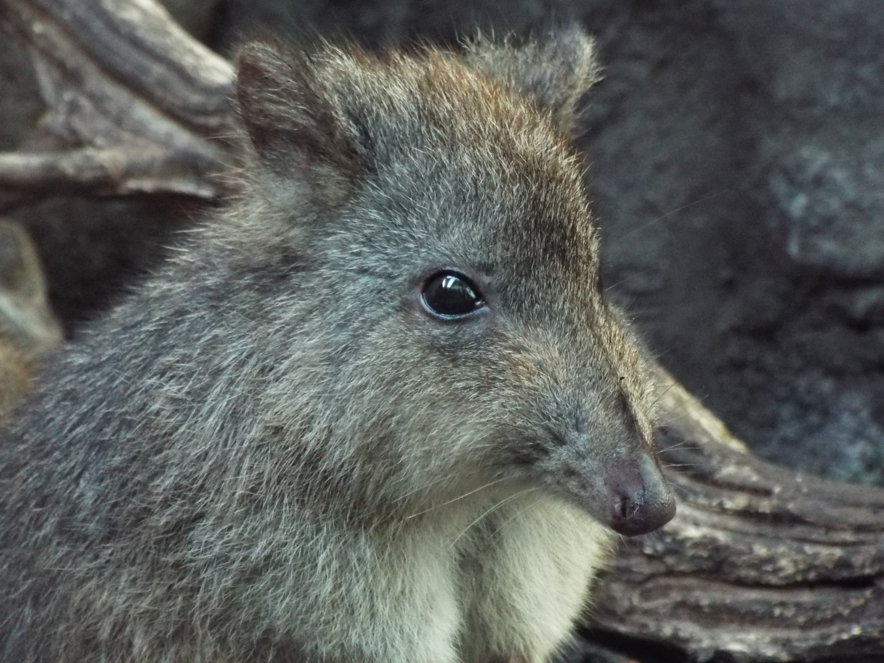 Long-nosed Potoroo