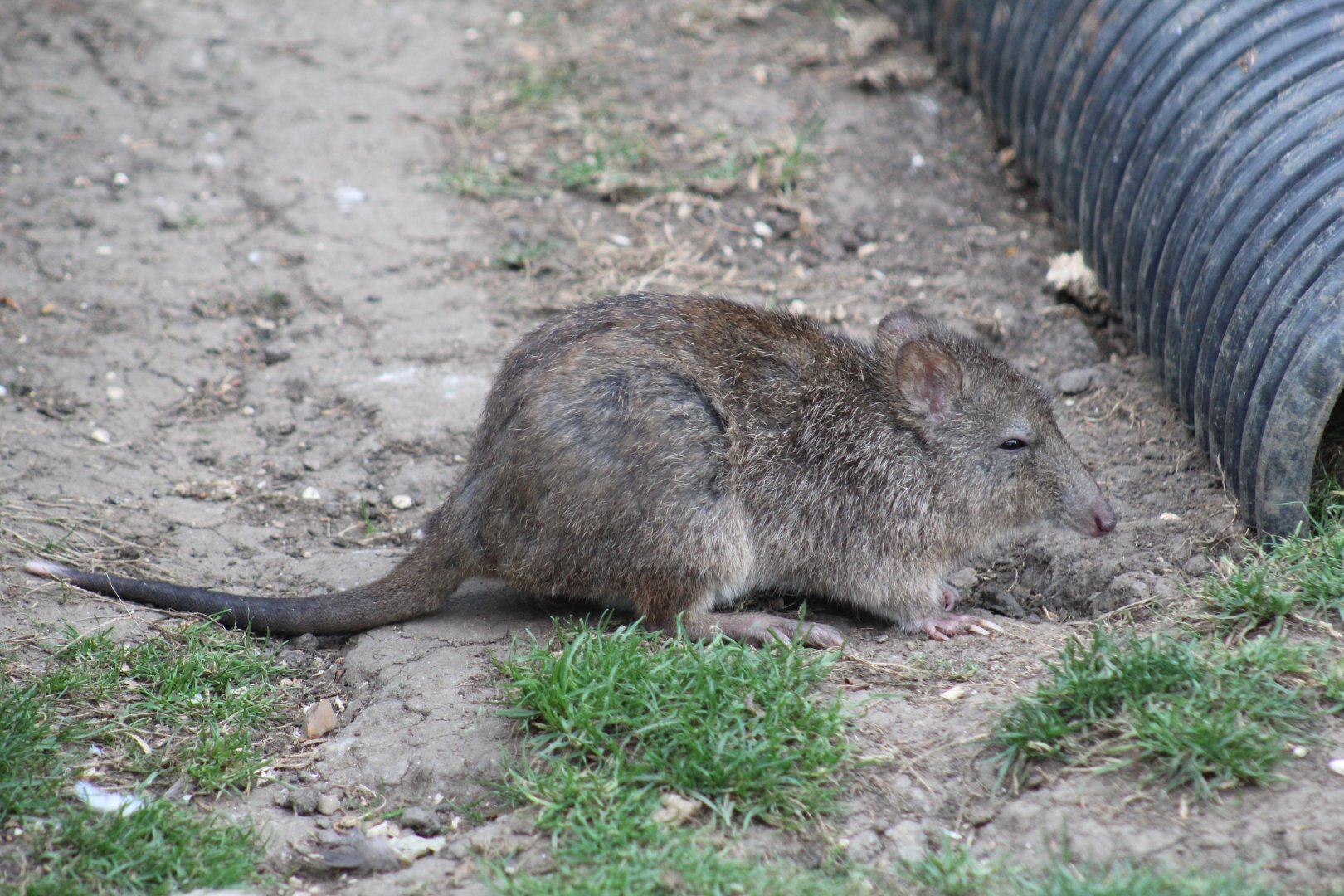 Long-Nosed Potoroo