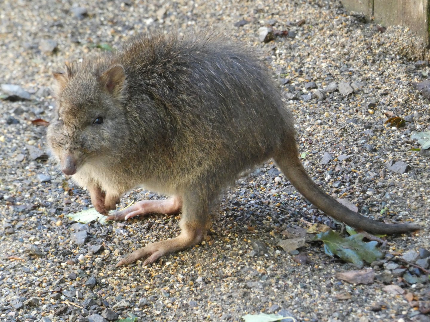Long-nosed Potoroo