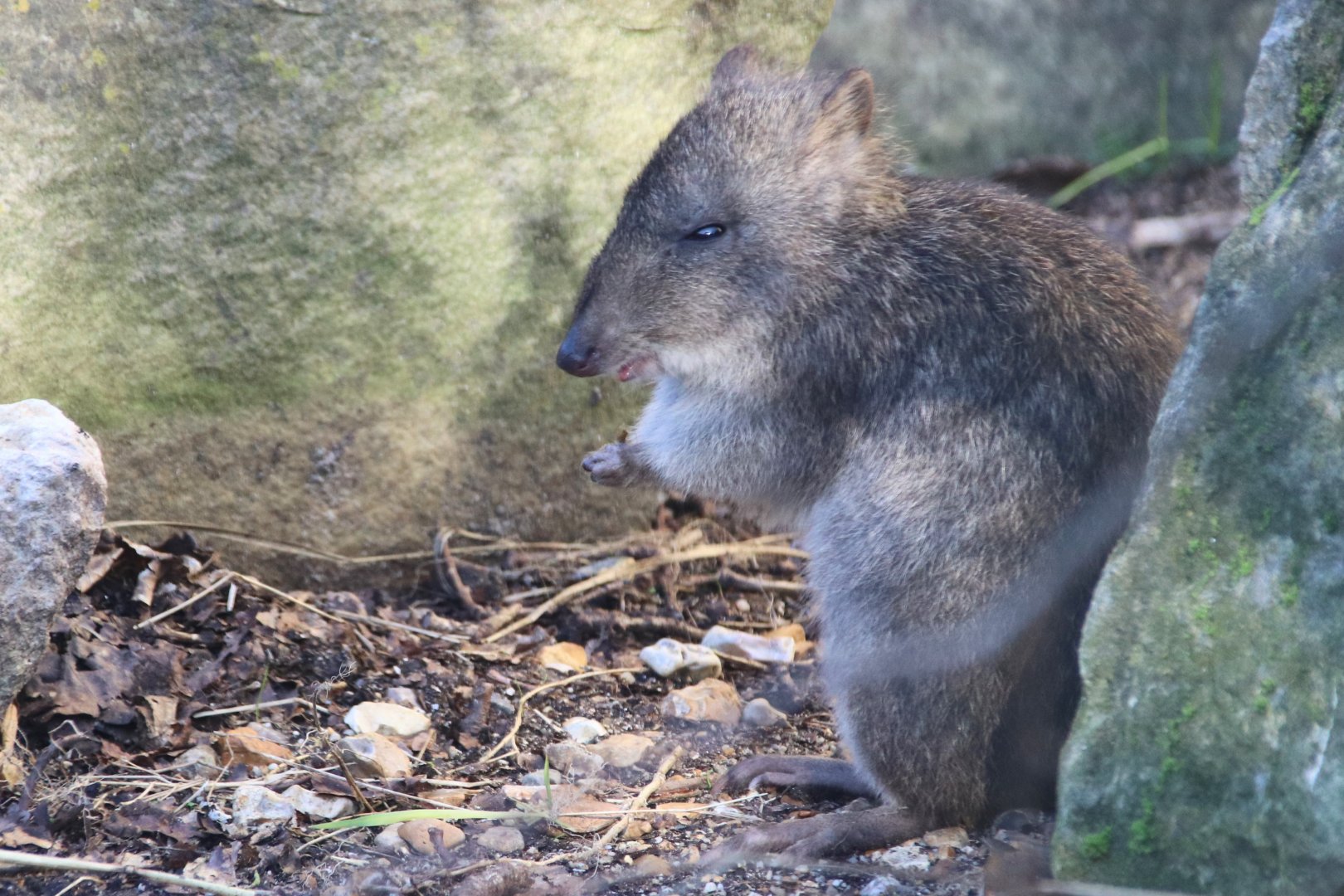 Long nosed potoroo