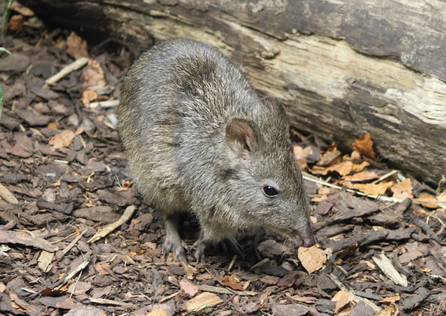 Long-nosed potoroo